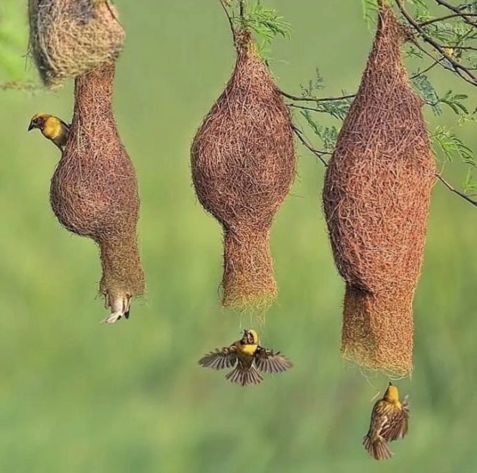 Вьюнок птица гнездо