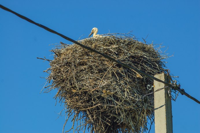 Индийский Ткачик птицы
