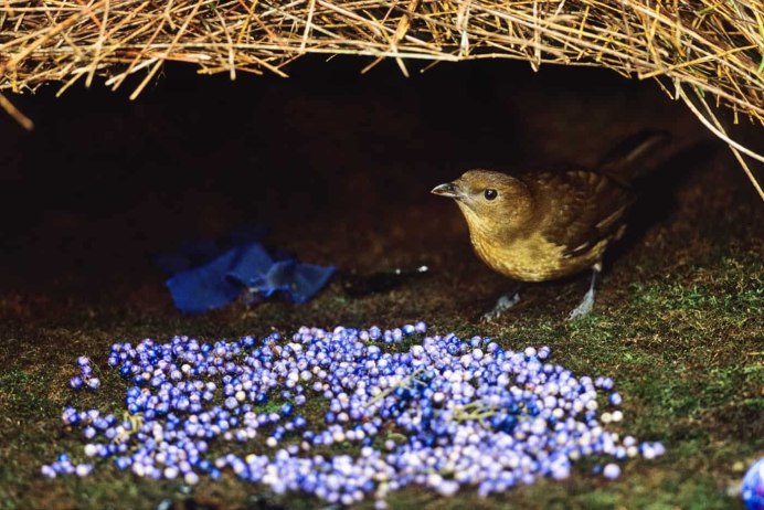 Гнезда насекомых