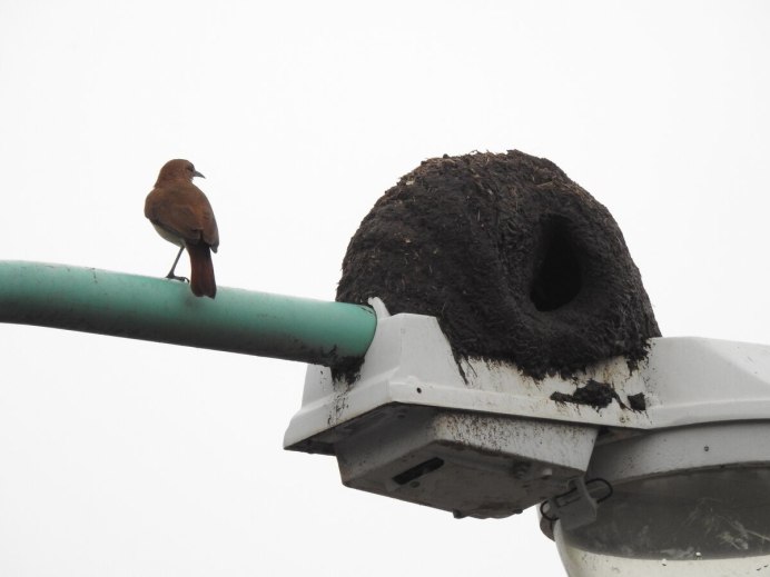 Вогелькопский беседковый шалашник