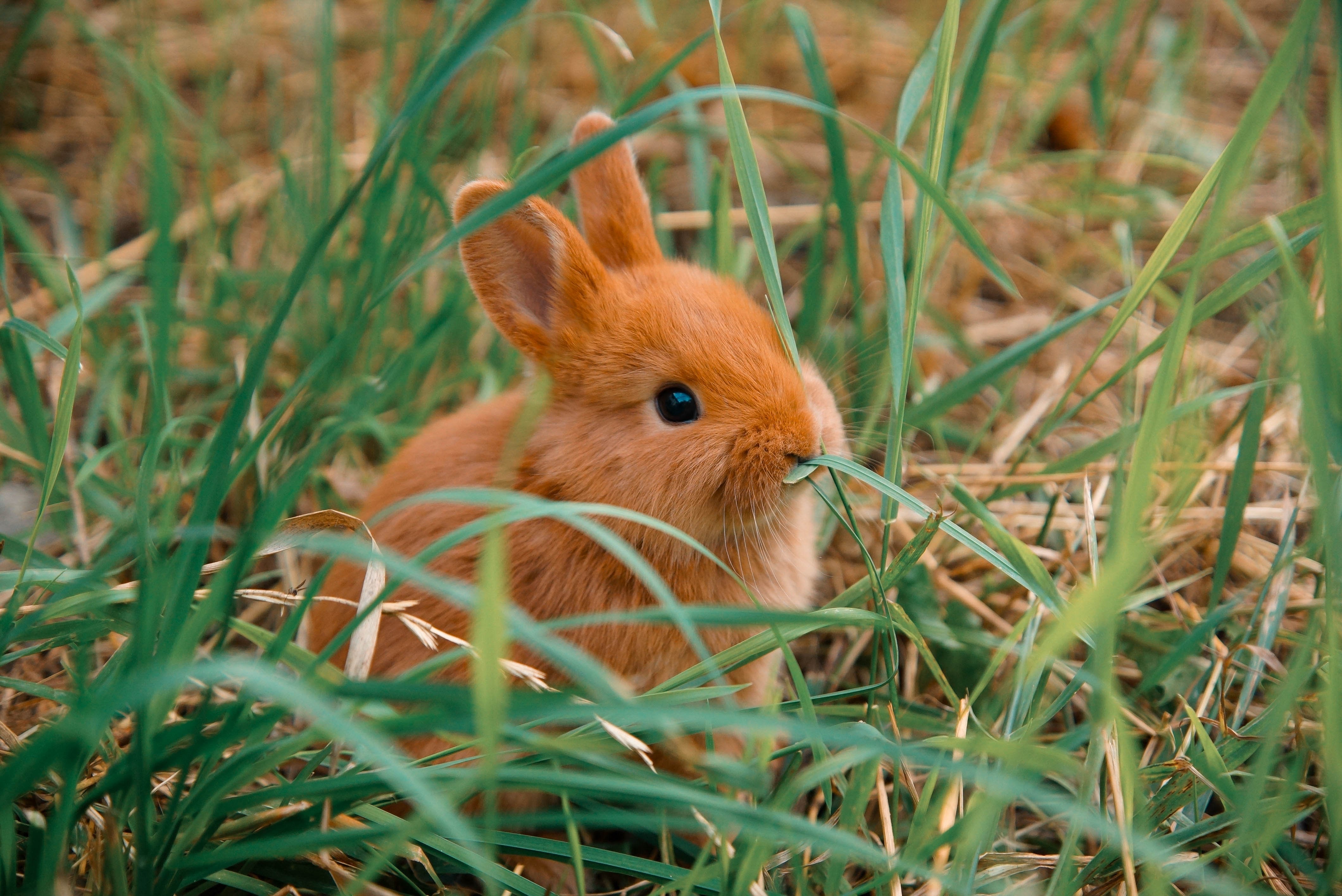 Карликовый кролик Рекс