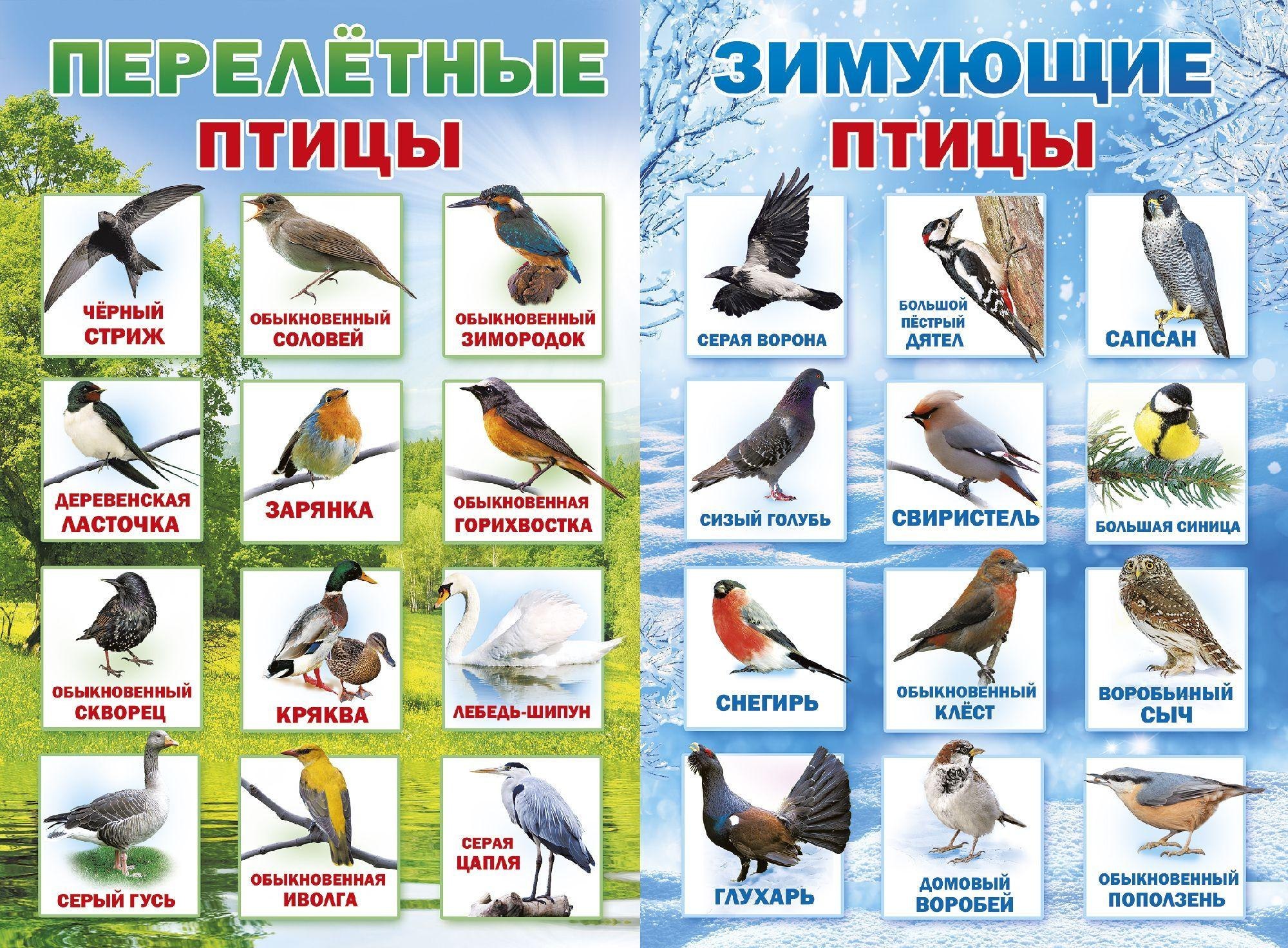 Перелетные птицы башкирии фото и названия