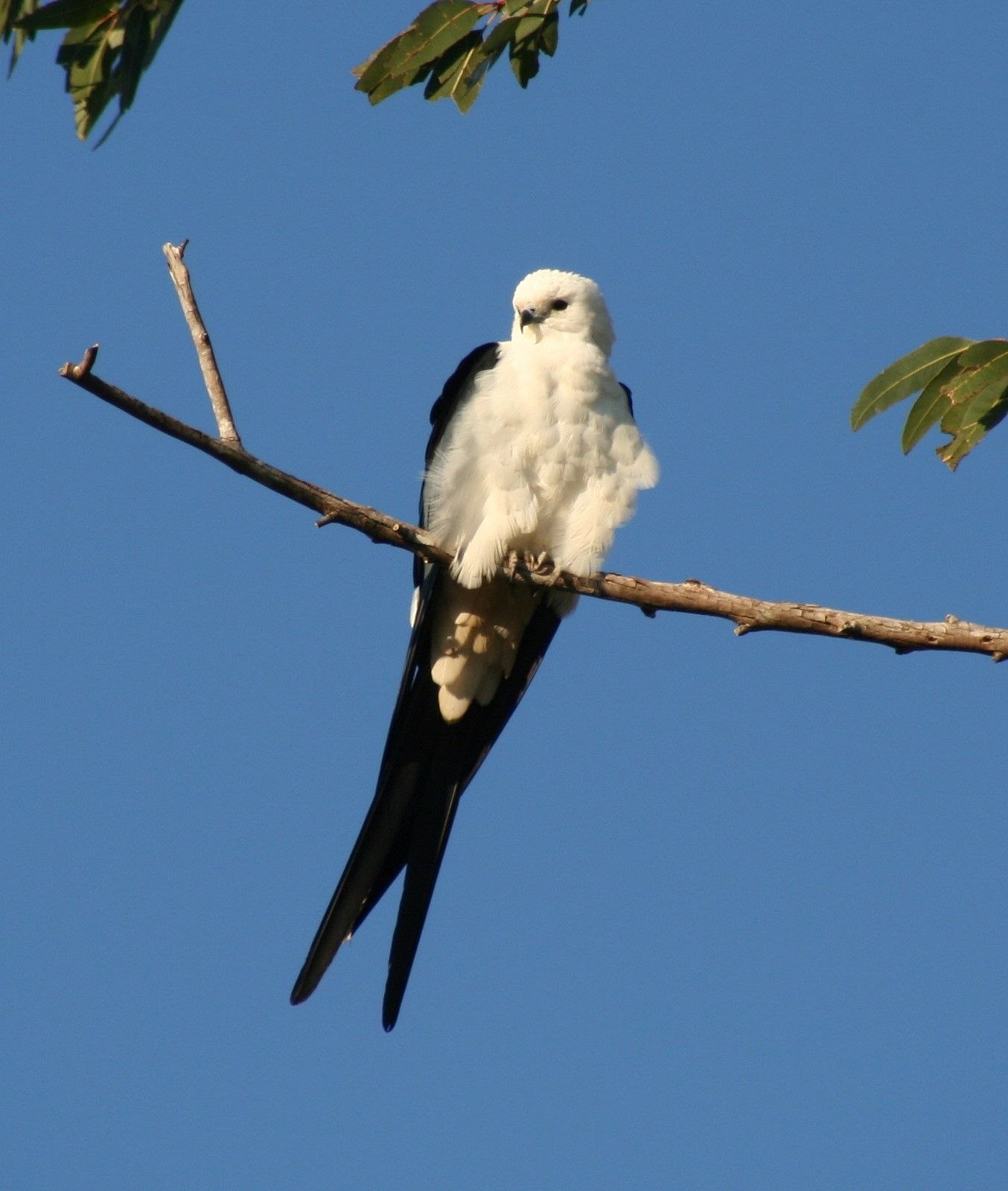 Swallow tail hunt