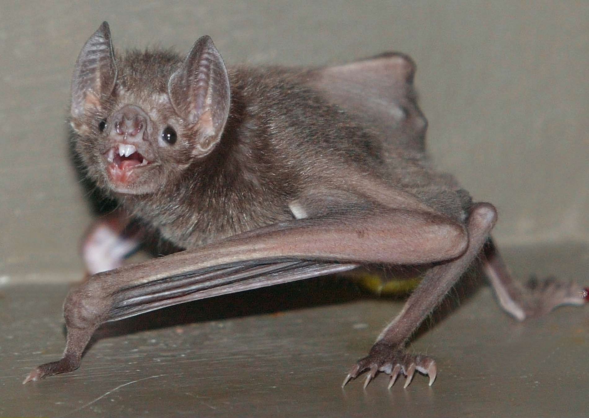Обыкновенный вампир летучая мышь
