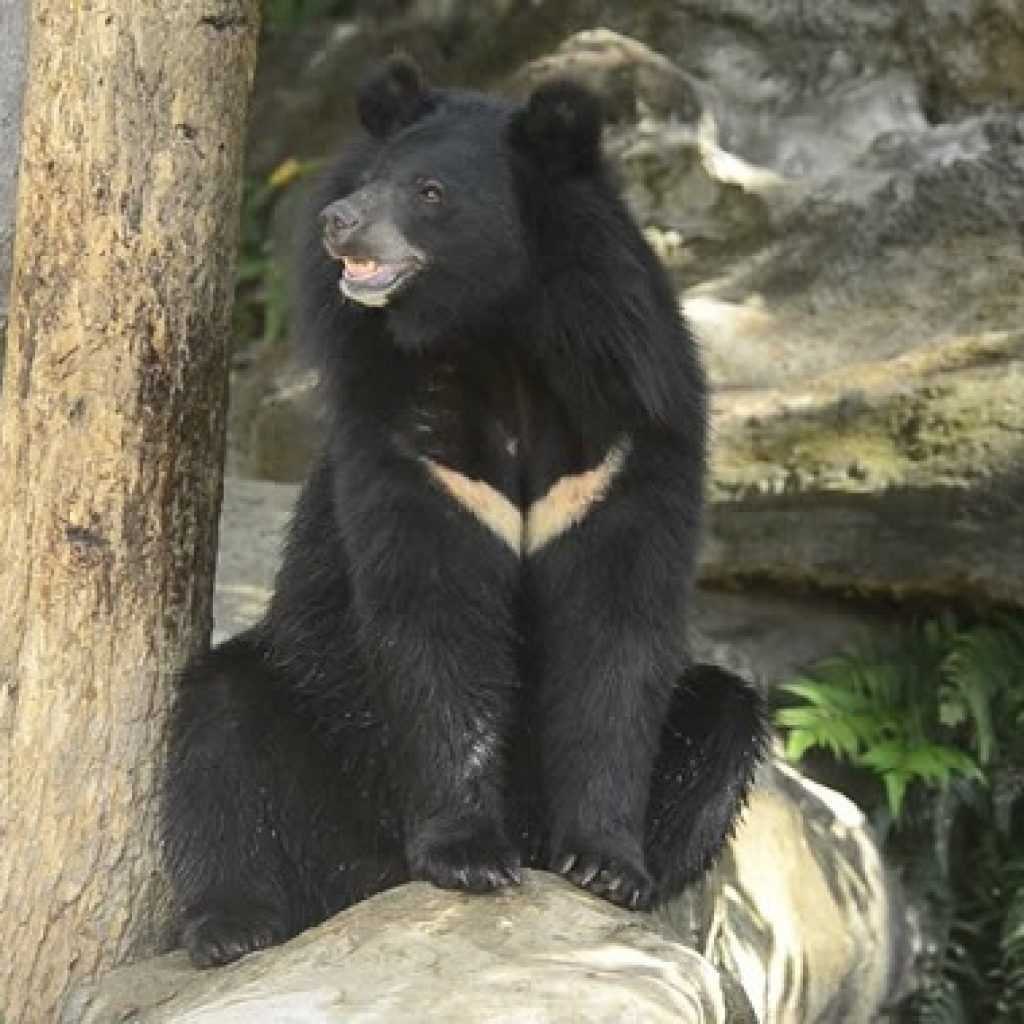 Гималайский медвежонок. Гималайский белогрудый медведь. Уссурийский Гималайский медведь. Уссурийский белогрудый медведь. Белогрудый медведь Уссурийского заповедника.