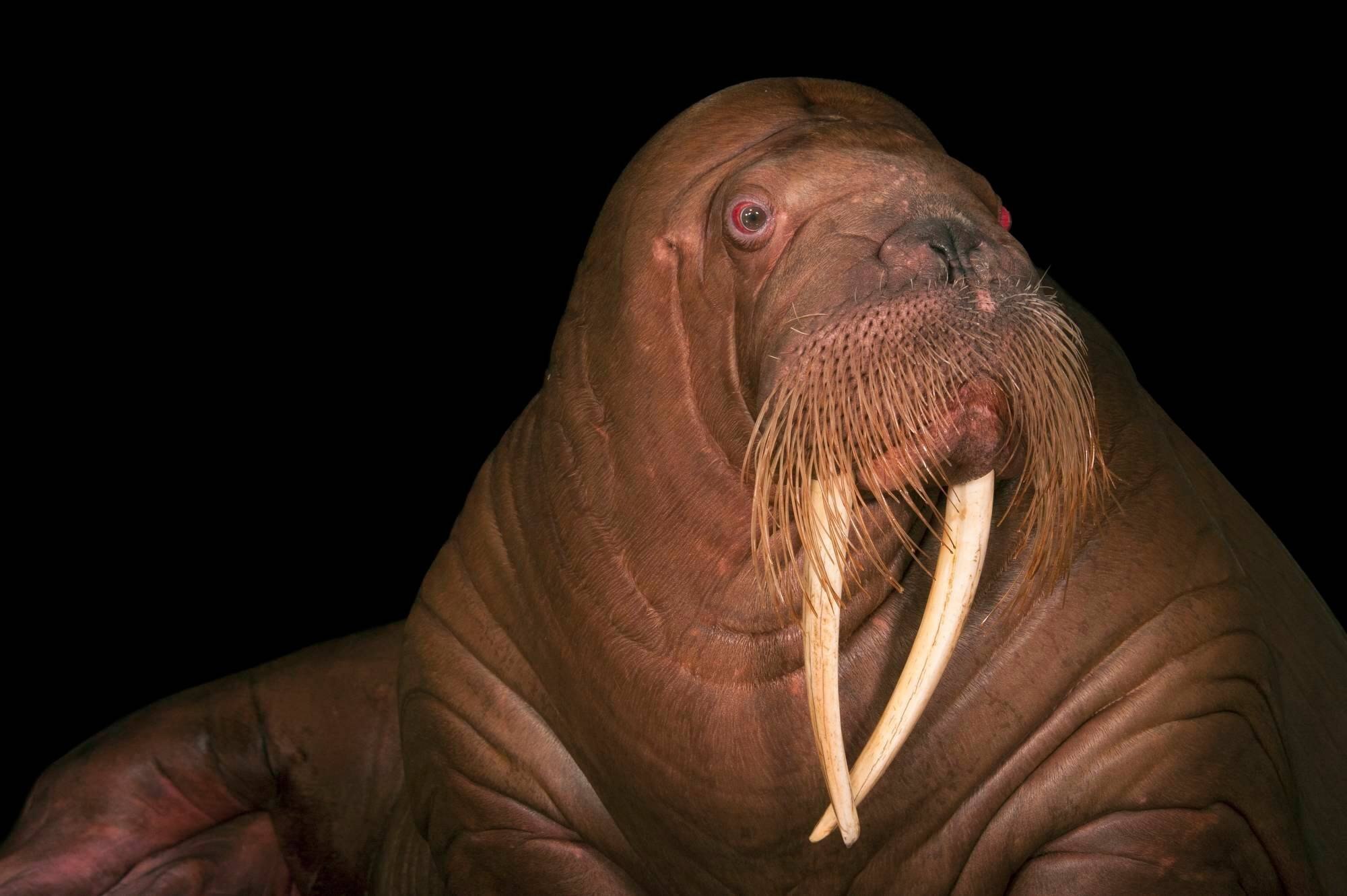 Буквам морж. Тихоокеанский морж (Odobenus rosmarus divergens). Papo морж. Живая Планета морж. Хайнеман морж.