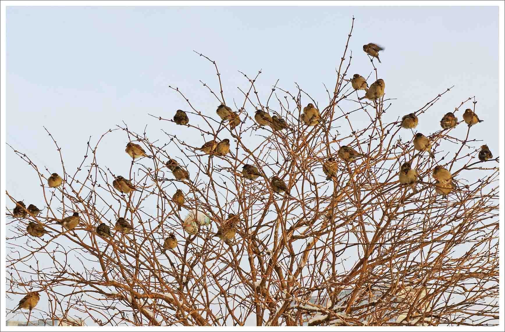 Стаи птиц зимой. Куст Верба воробьи. Много птиц на дереве. Стайка Воробьев. Воробей на дереве.