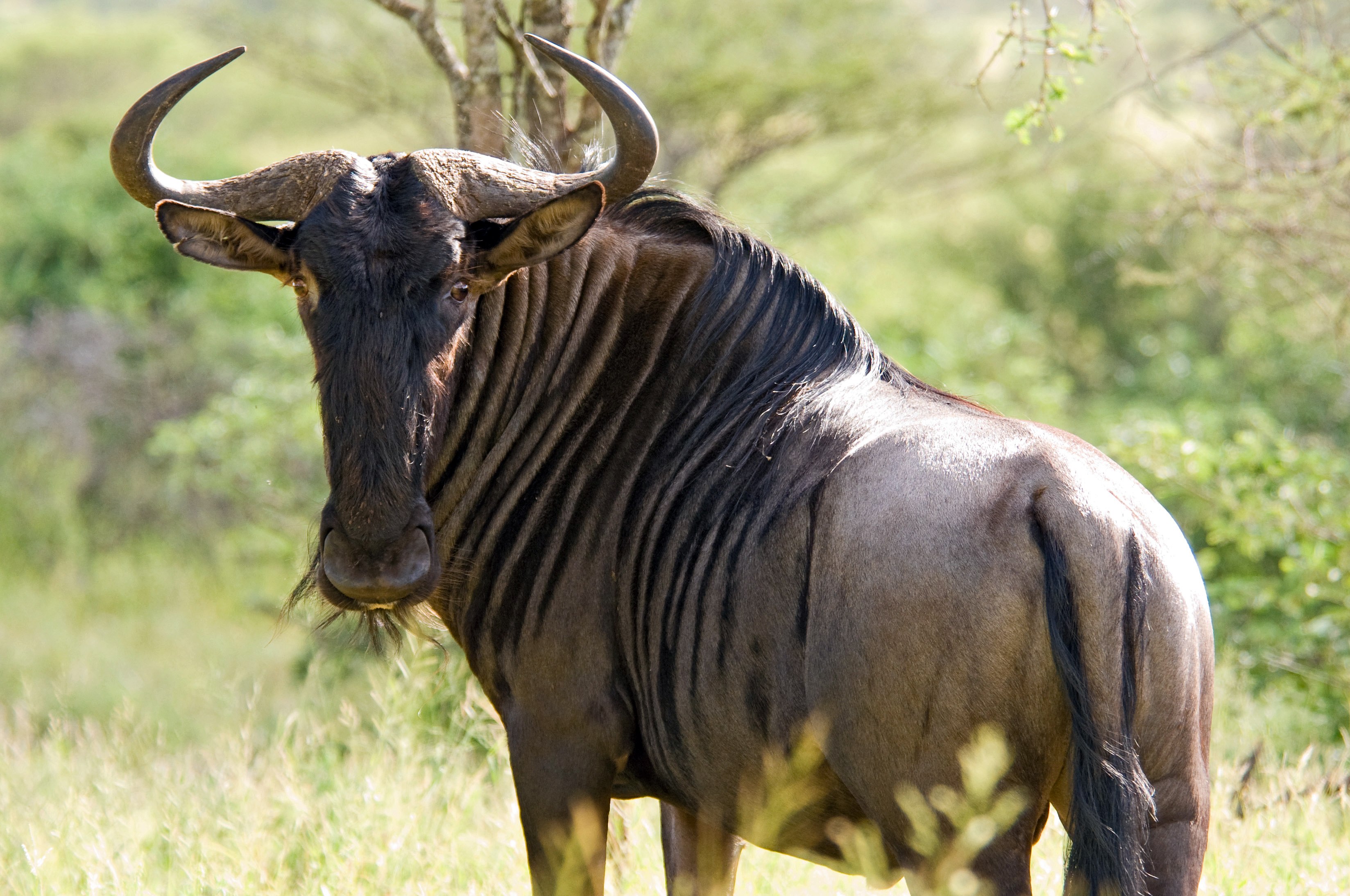 Wildebeest