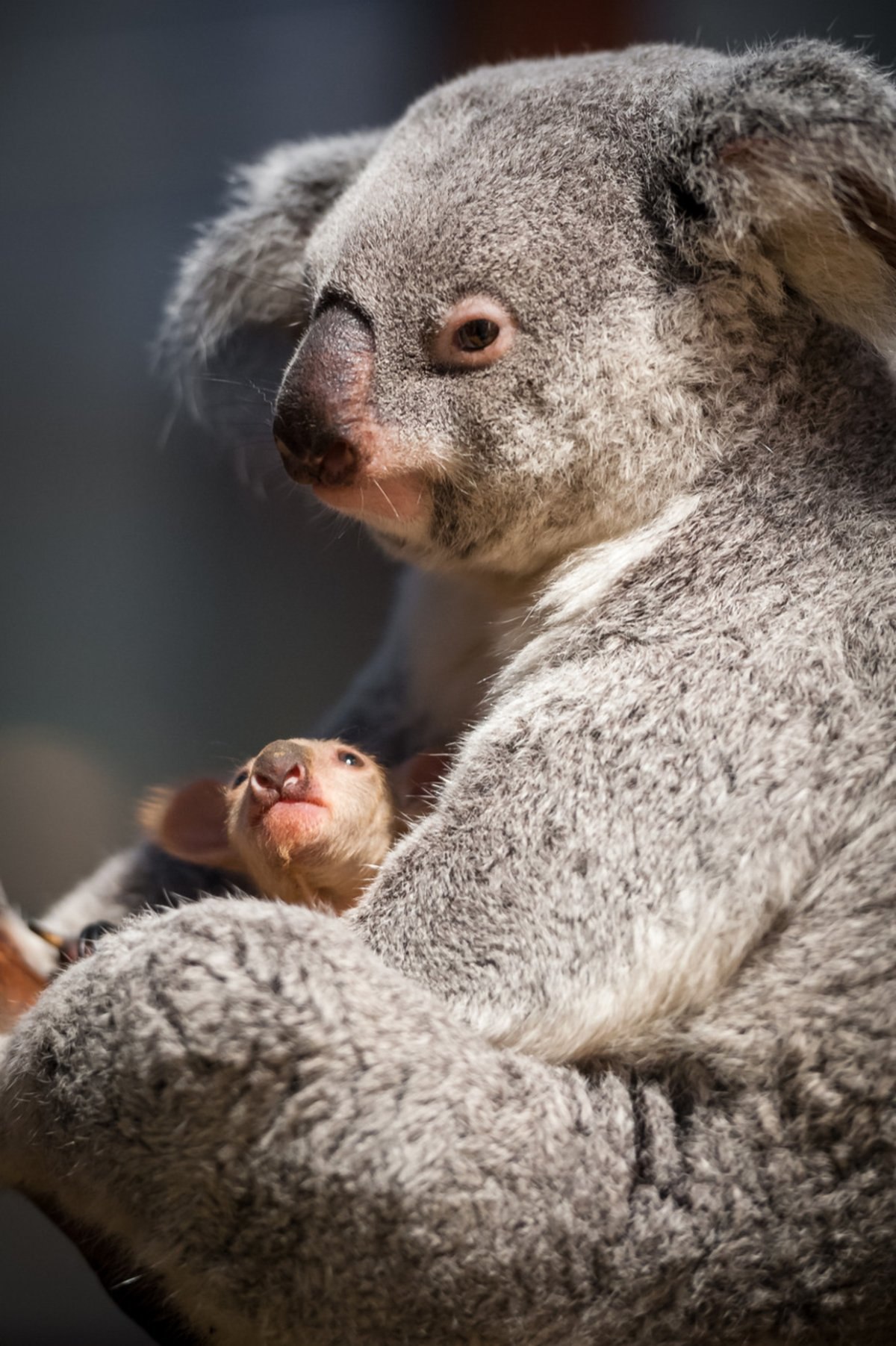 Новорожденная коала