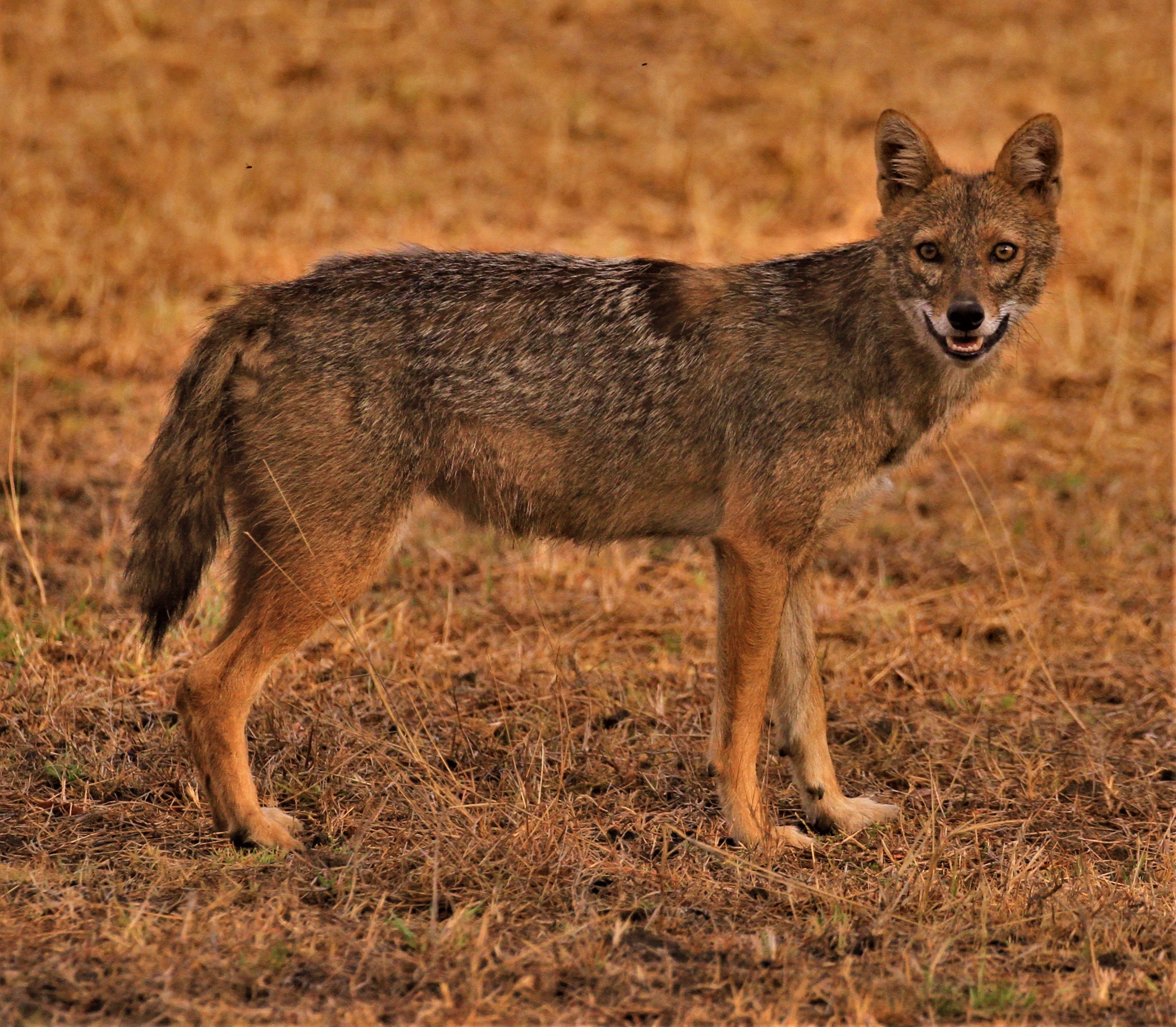 Как выглядит шакал. Шакал (canis aureus). Шакал камышовый. Шакалы кавказский заповедник. Шакал в субтропиках.