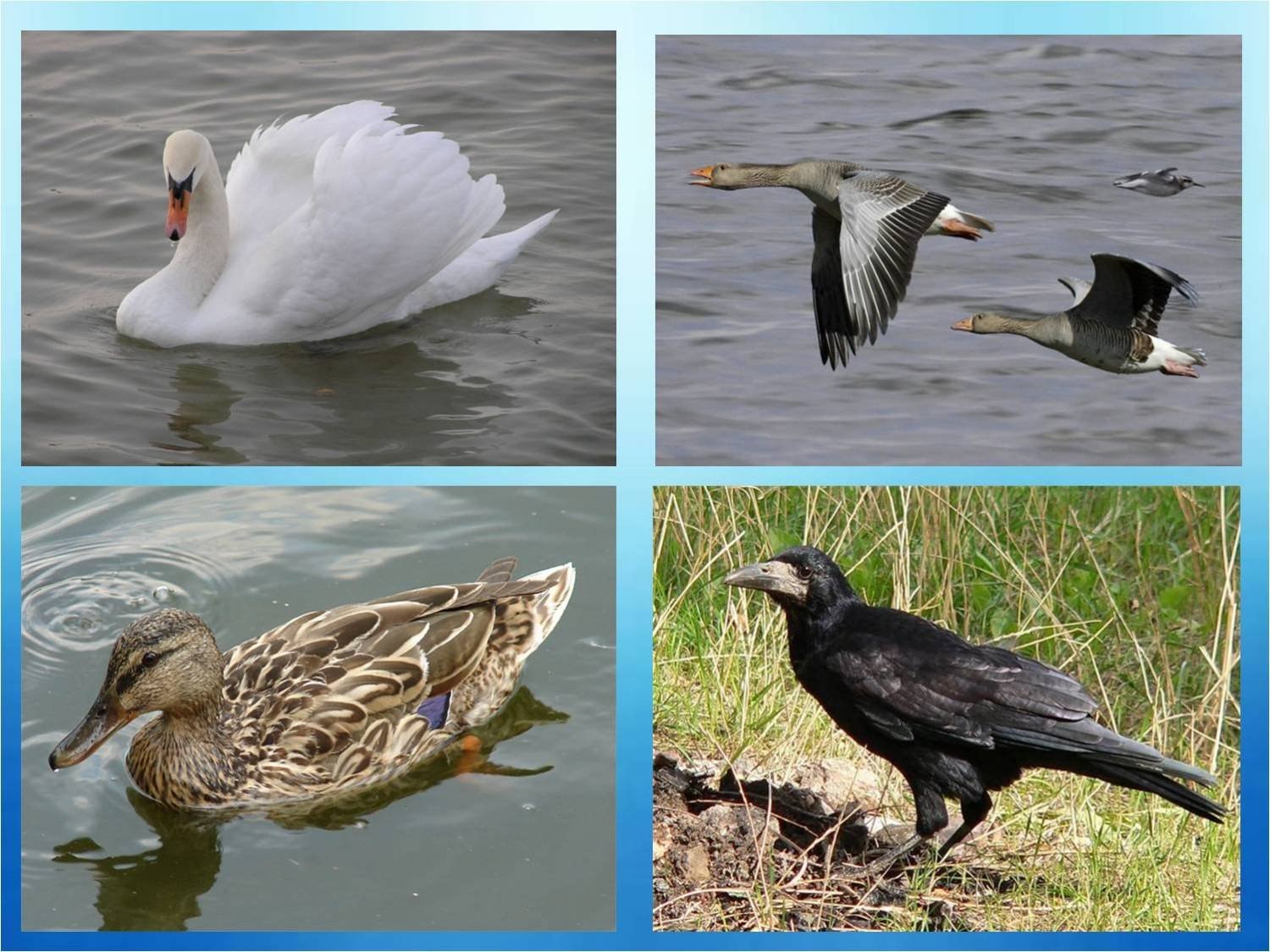 Фотографии перелетных птиц. Водоплавающие перелетные птицы. Водоплавающие птицы Сибири перелетные. Четвертый лишний перелетные птицы. Водоплавающие птицы перелетные Урала.