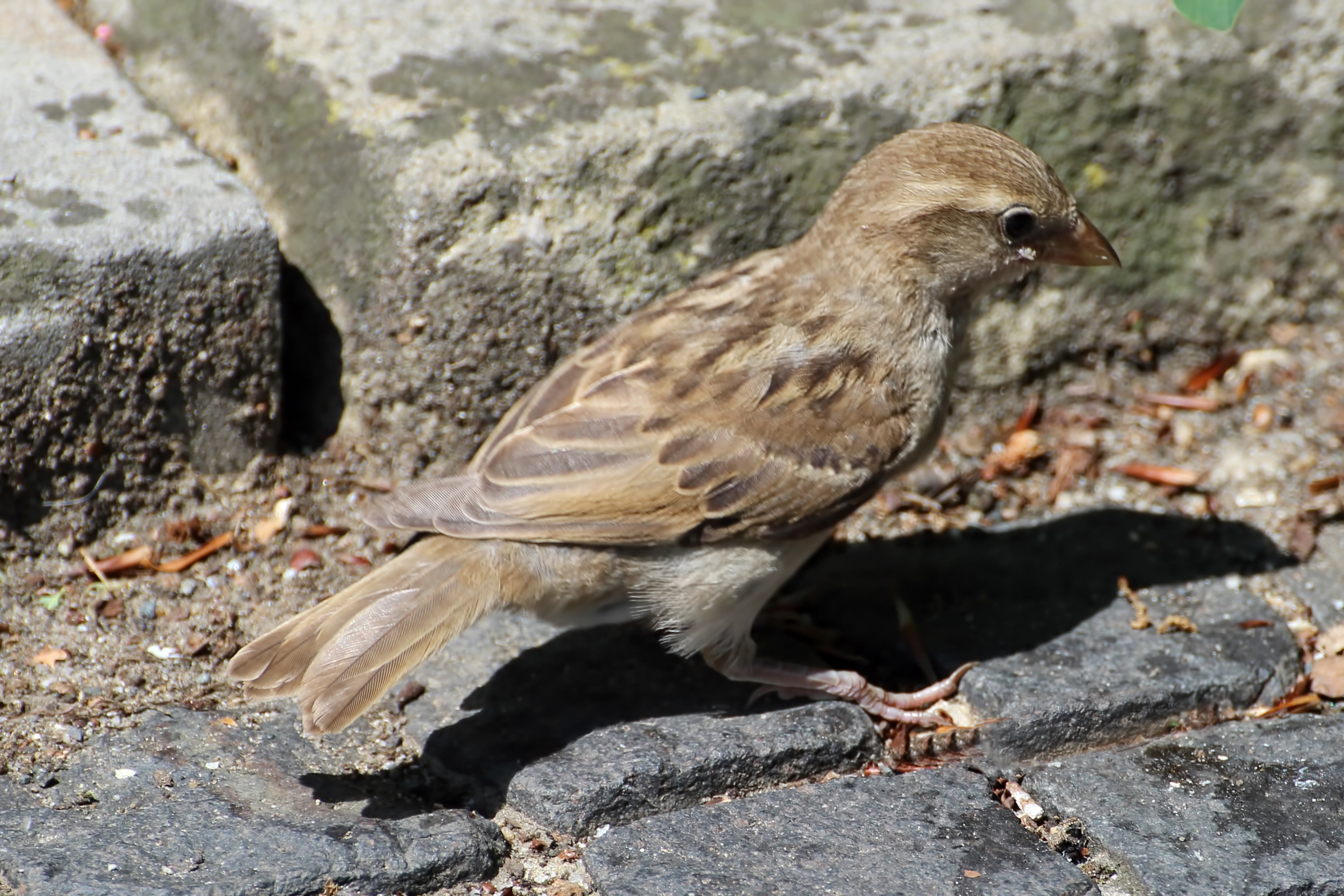 Widget sparrow. Домовый Воробей. Домовый Воробей фото. Молодой Воробей. Молодые воробьи.