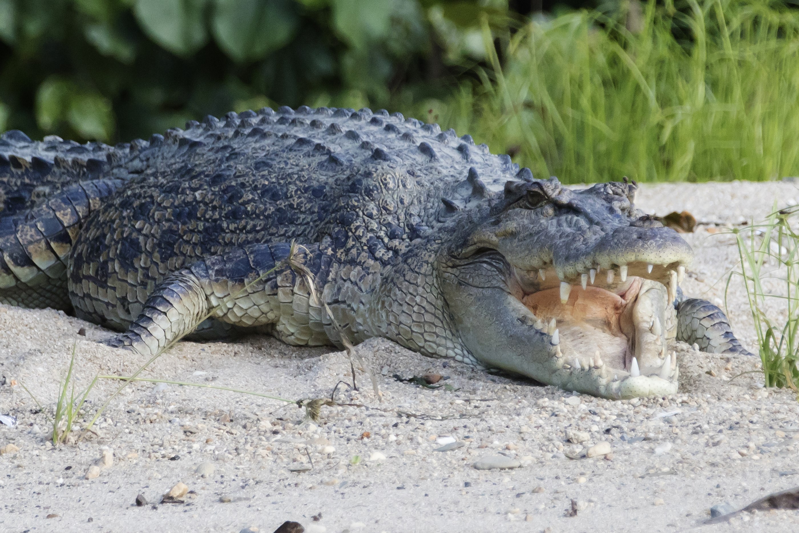 Длина крокодила