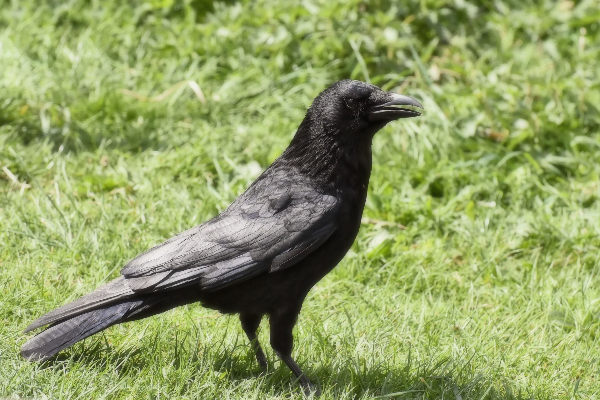 Crow videos. Ворона.