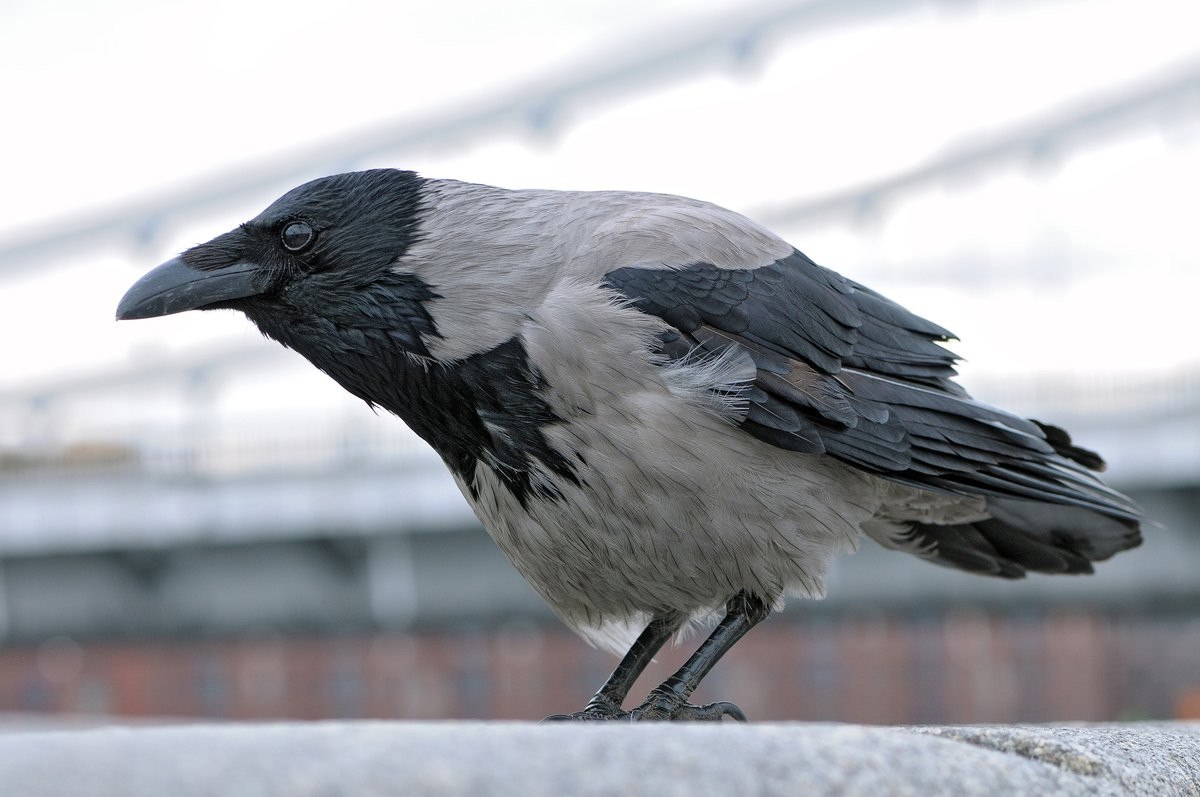 Well crow. Ворона фото. Ворона на крыше. Ворон с серыми боками. Ворона на крыше покатой.