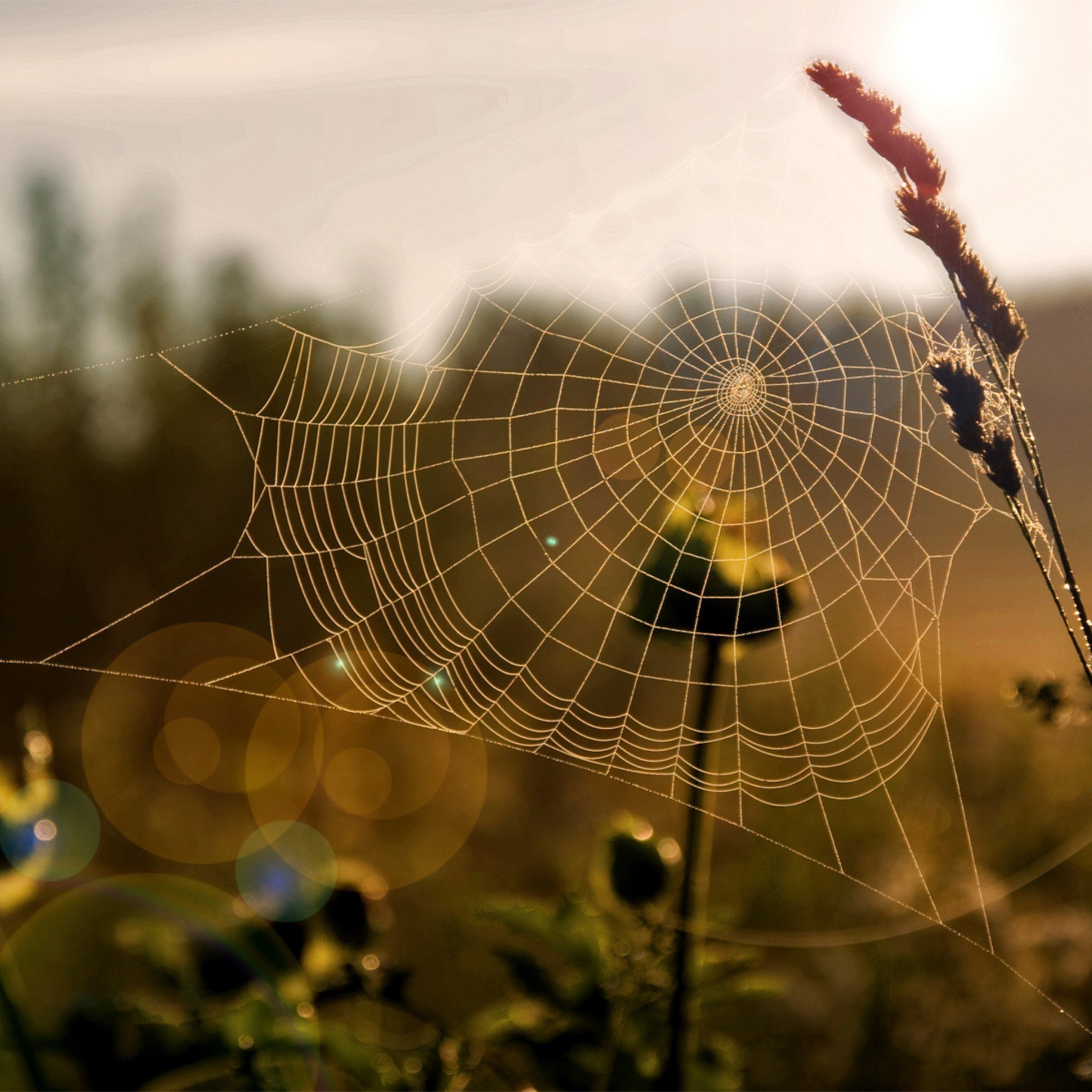 Field web. Паутина. Паутина на траве. Радуга на паутине. Паутина фото.