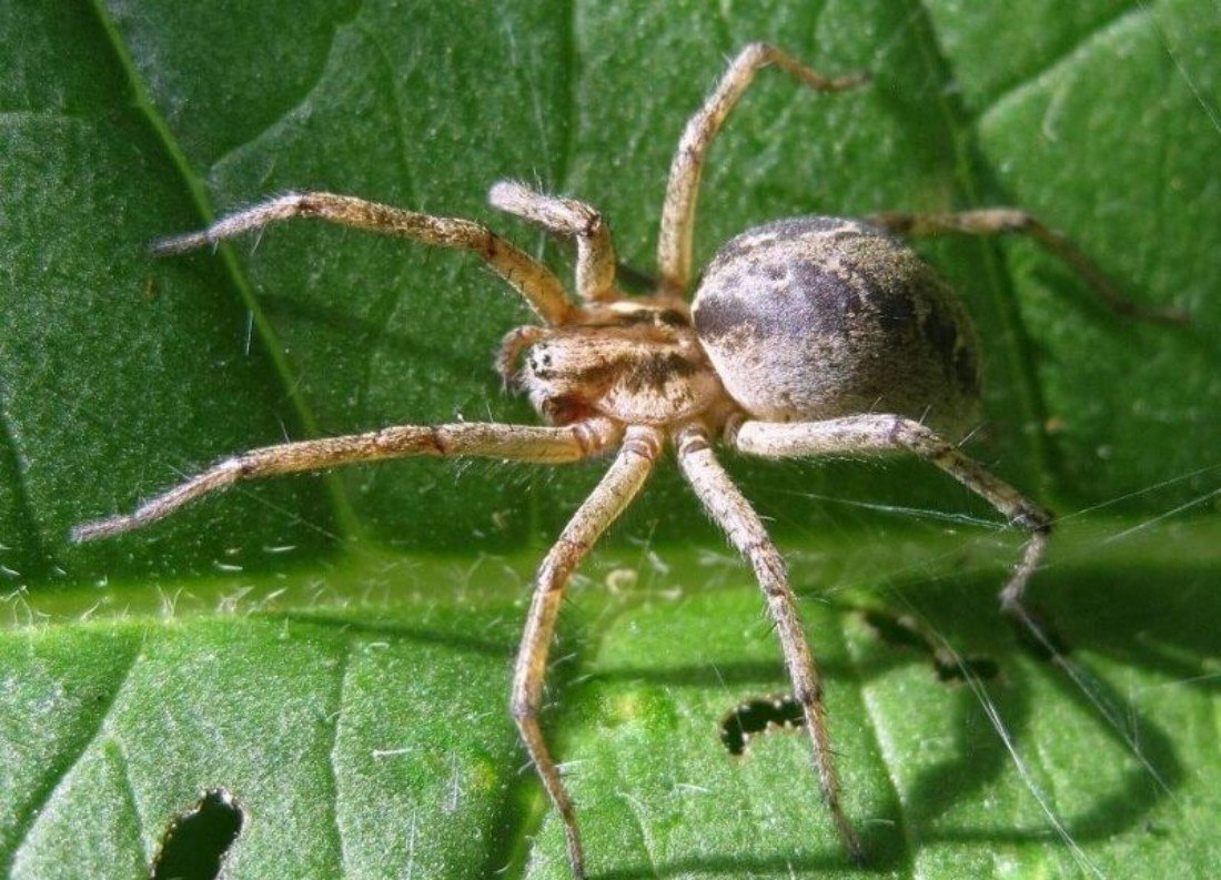 Паук 12 4. Agelena labyrinthica. Лабиринтовый паук (Agelena labyrinthica). Agelena паук.