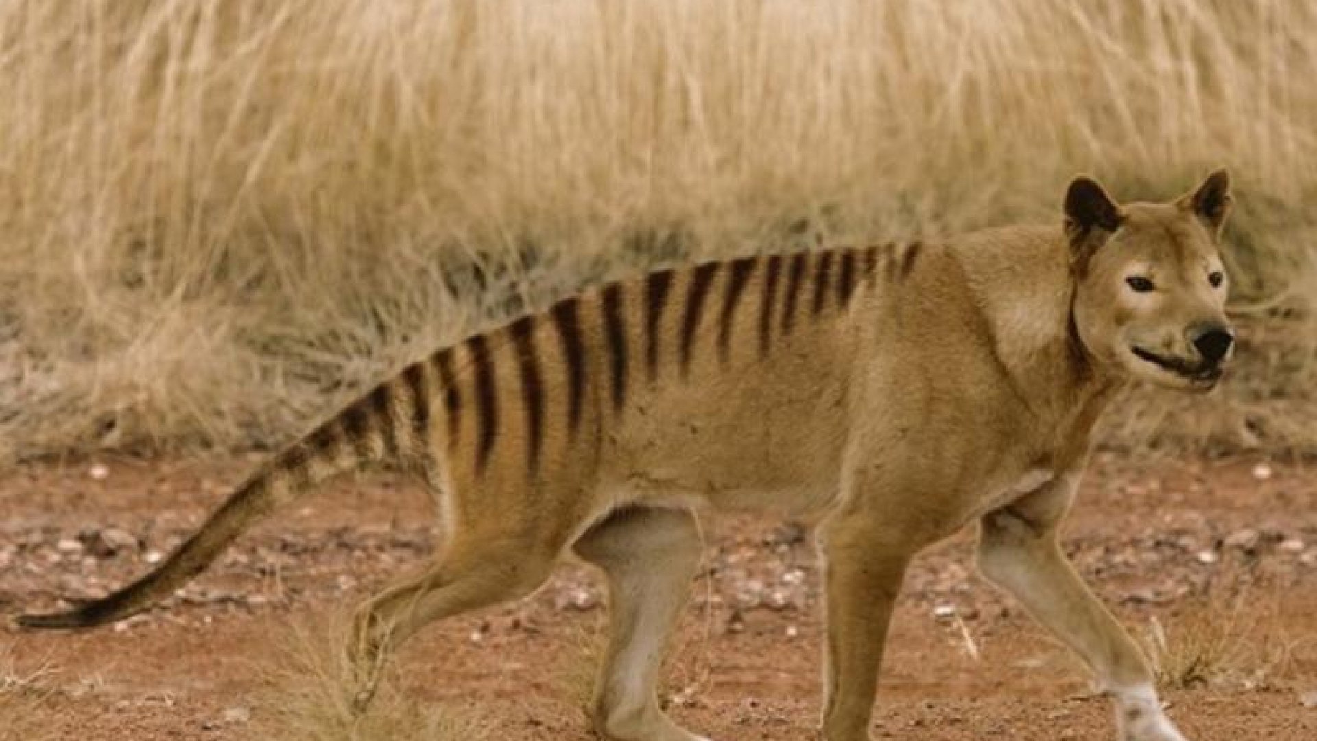 Thylacine. Сумчатый волк. Тасманийский волк (тилацин).