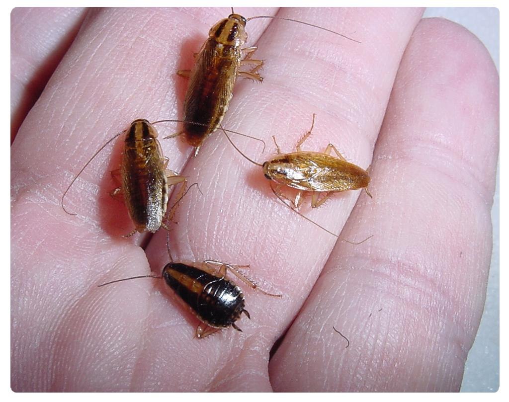 Какие виды тараканов встречаются в квартире