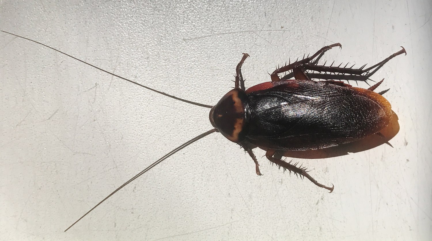 фото жуков тараканов