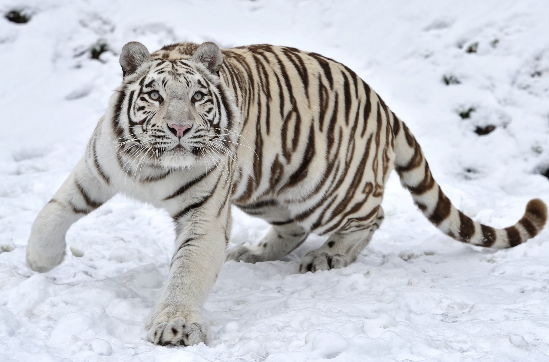 Фото Обои Белый Тигр