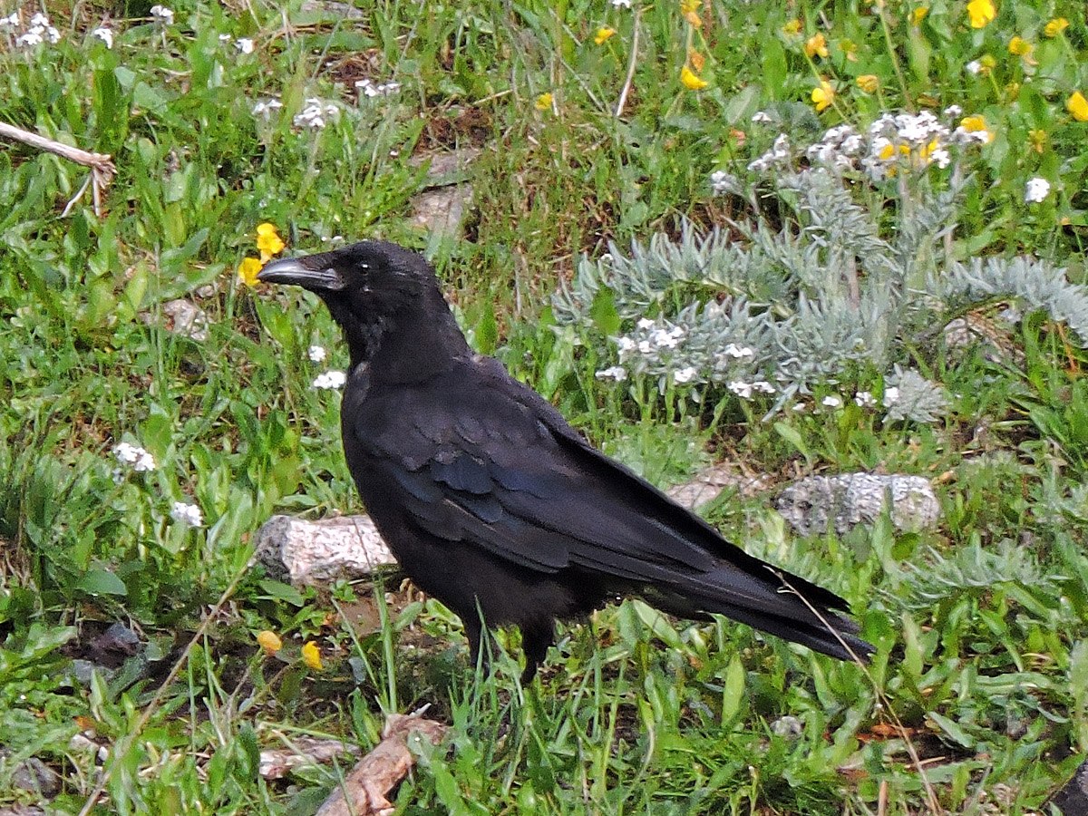 Как живут вороны. Крупная чёрная птица Северного Урала. Черная ворона Иркутской области-. Карга ворон.