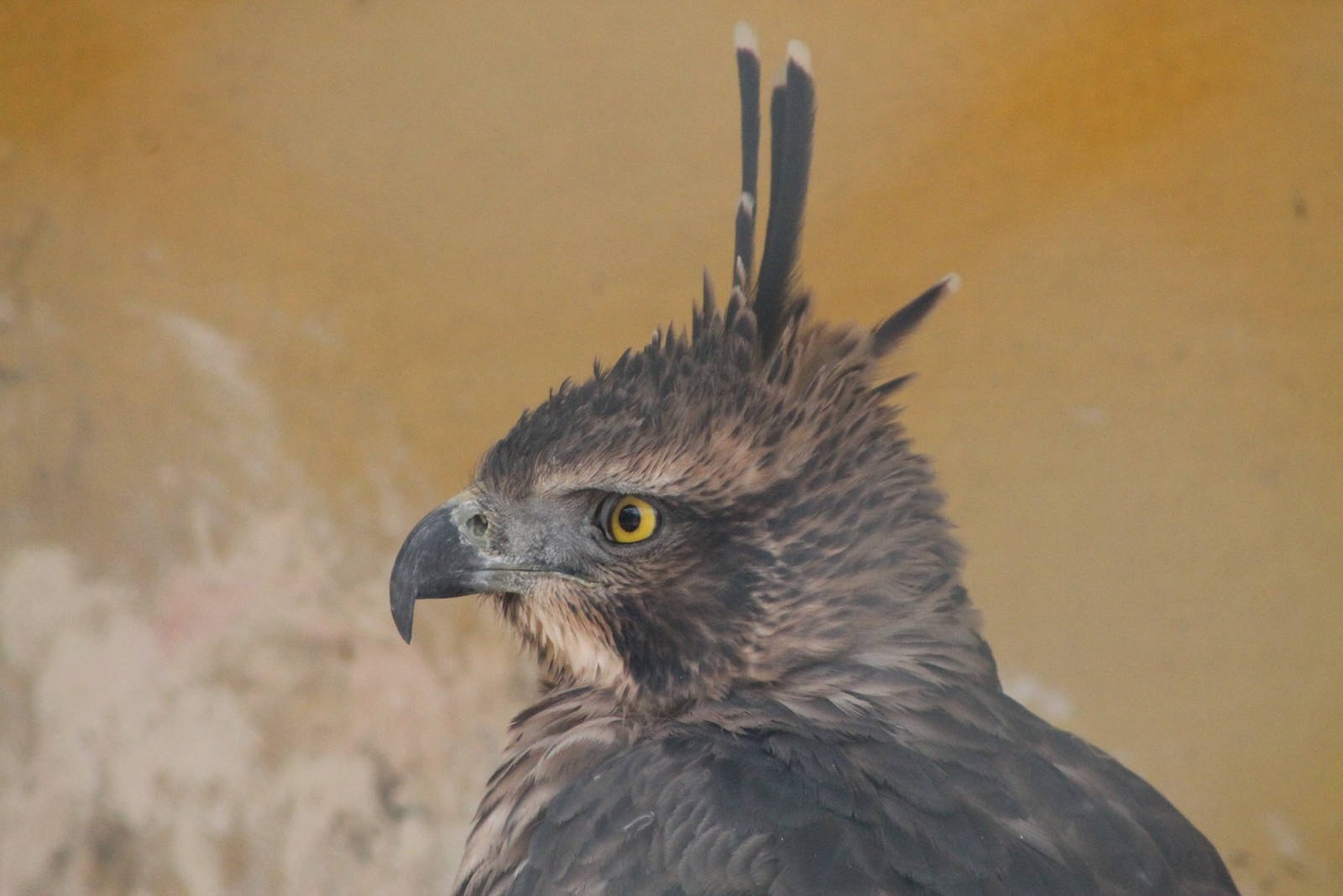 Хохлатый орёл (Nisaetus nipalensis).