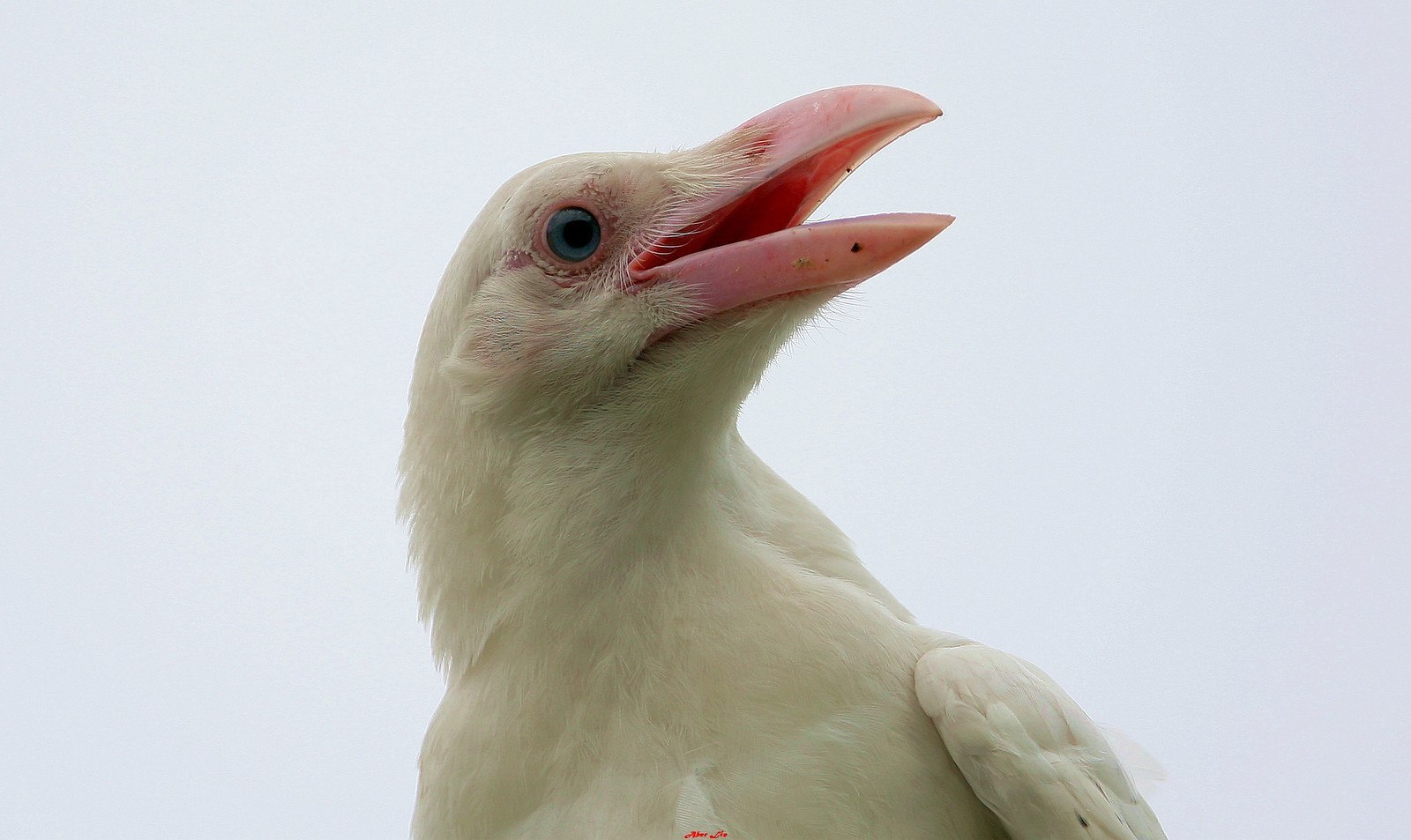 White crow. Грач альбинос. Альбиносы животных ворона. Грач альбинос фото.