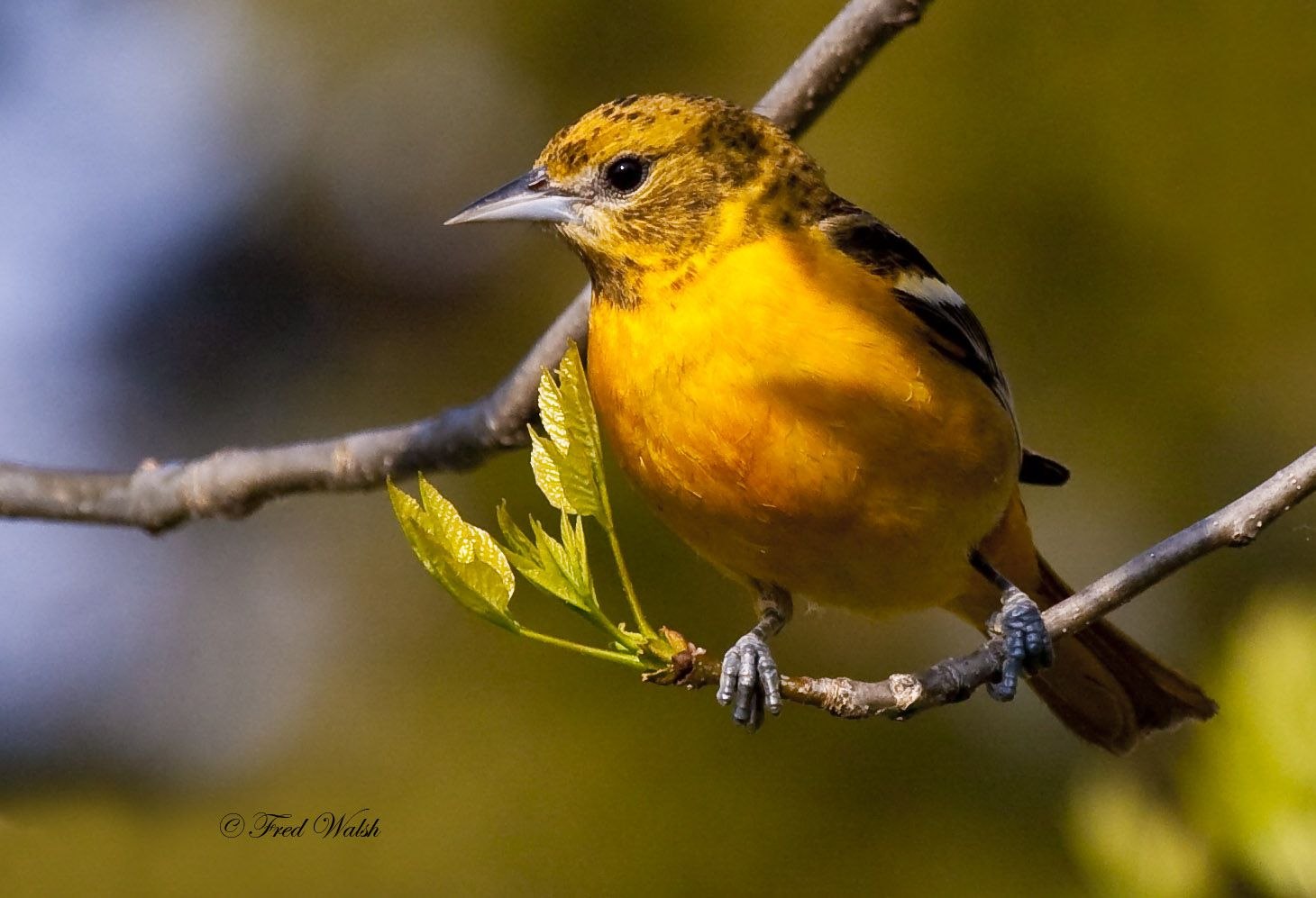 Baltimore Orioles птица