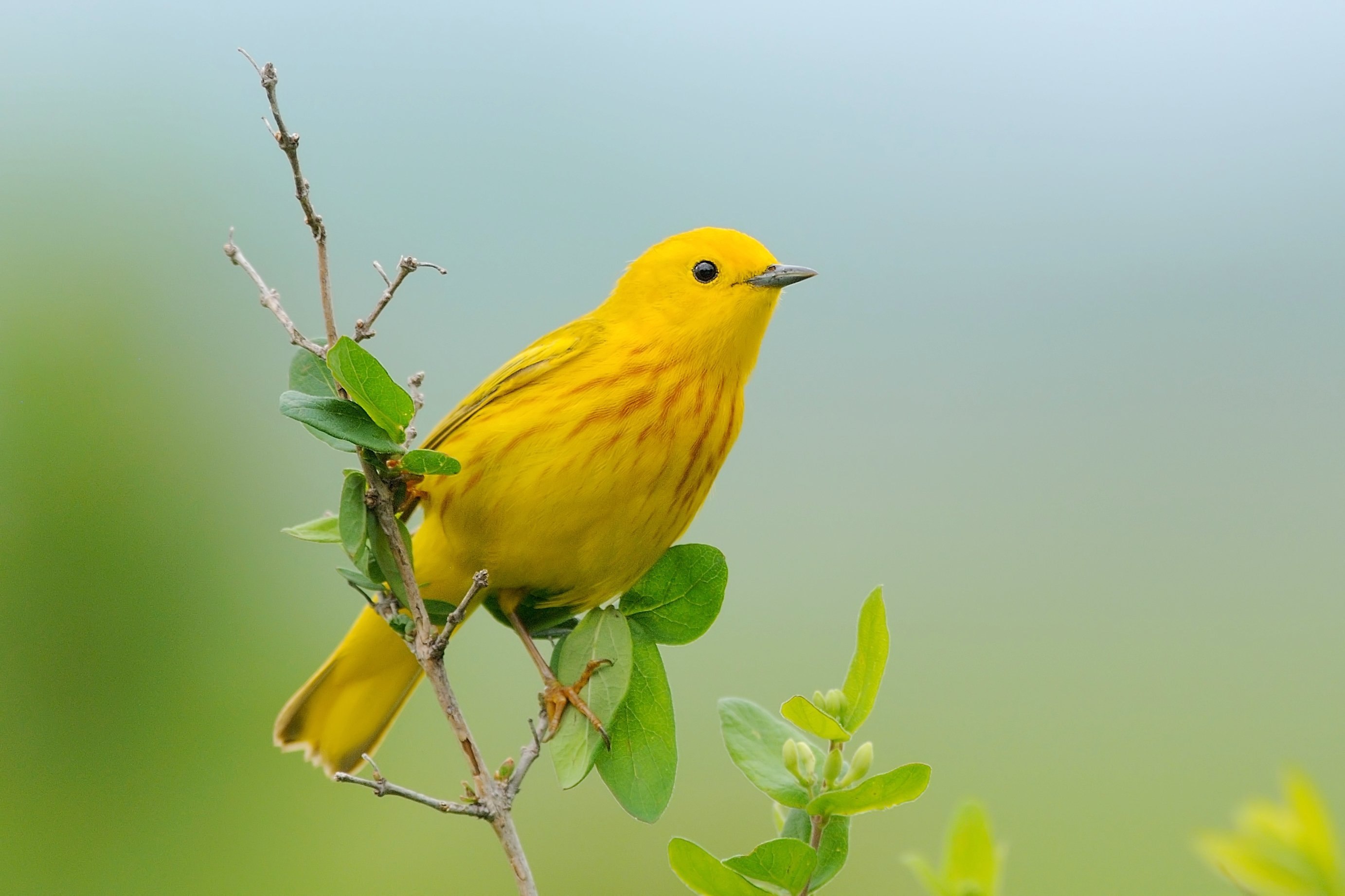 Желтая небольшая птичка - картинки и фото poknok.art