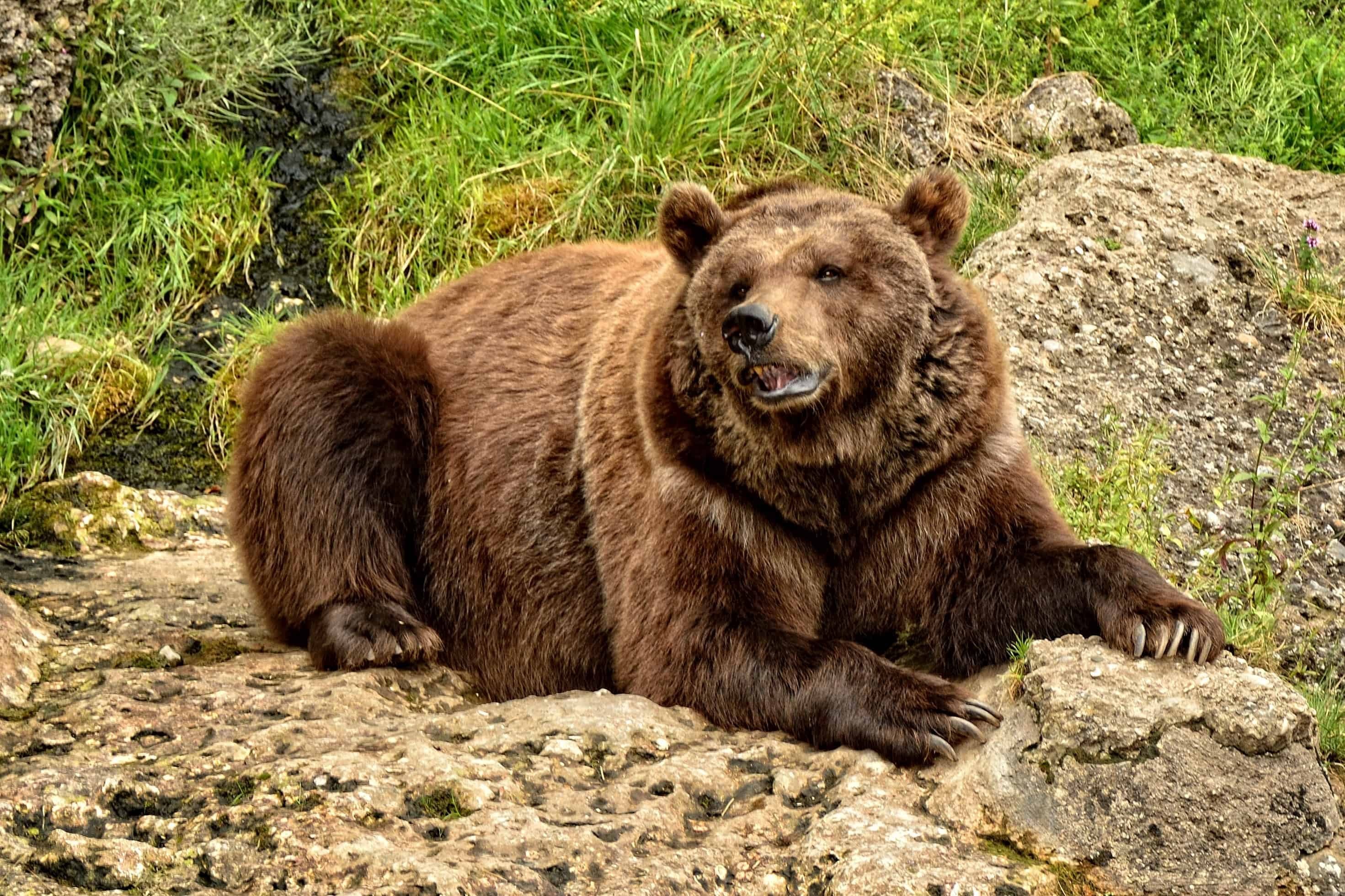 Коричневый медведь - картинки и фото poknok.art