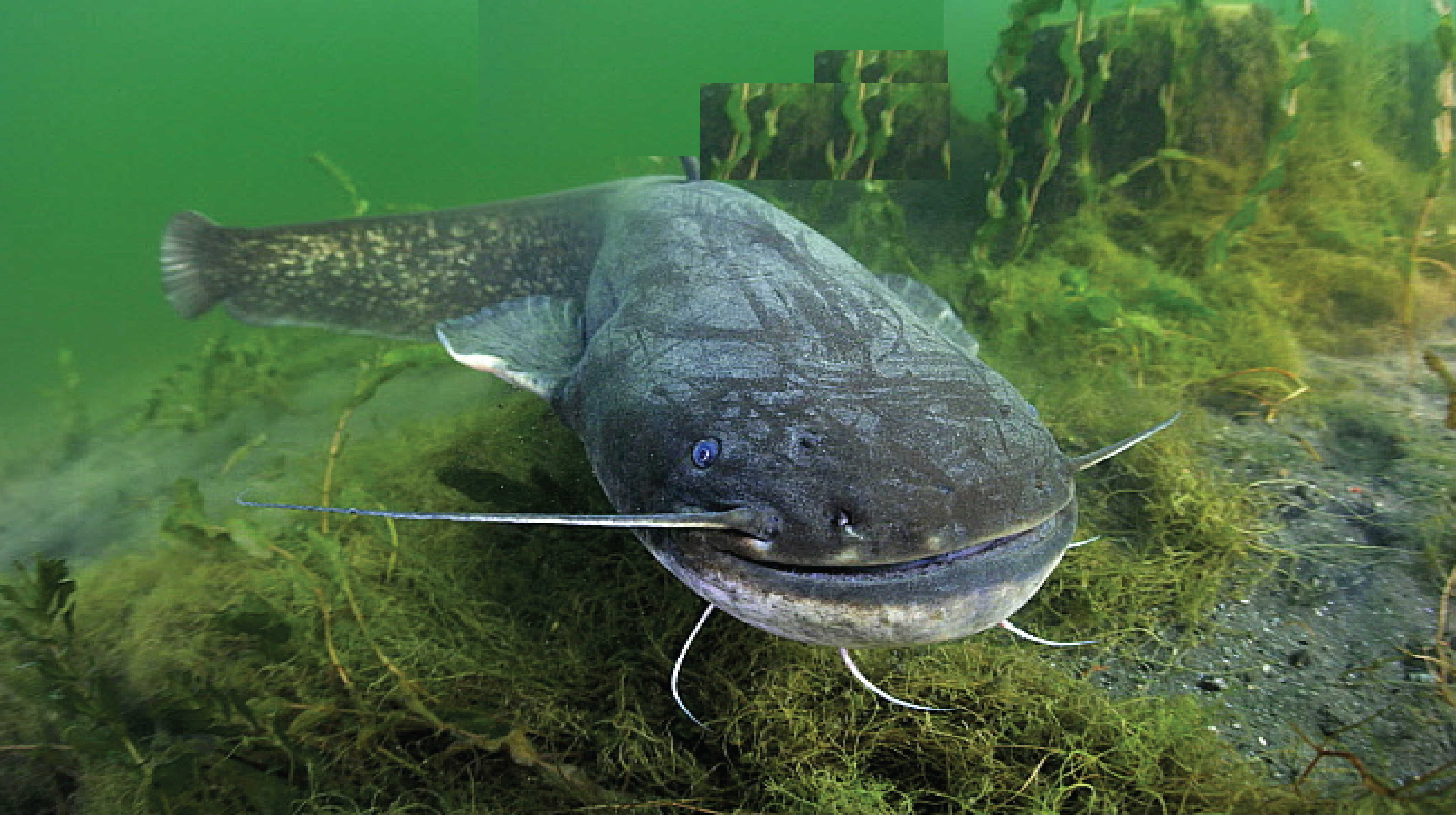 Сом бади вон. Wels Catfish. Lda 105 сом. Маленький сом. Сом зеленый.