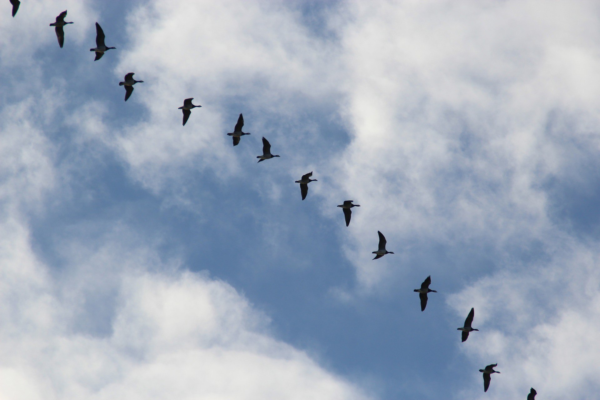 Миграция перелётных птиц
