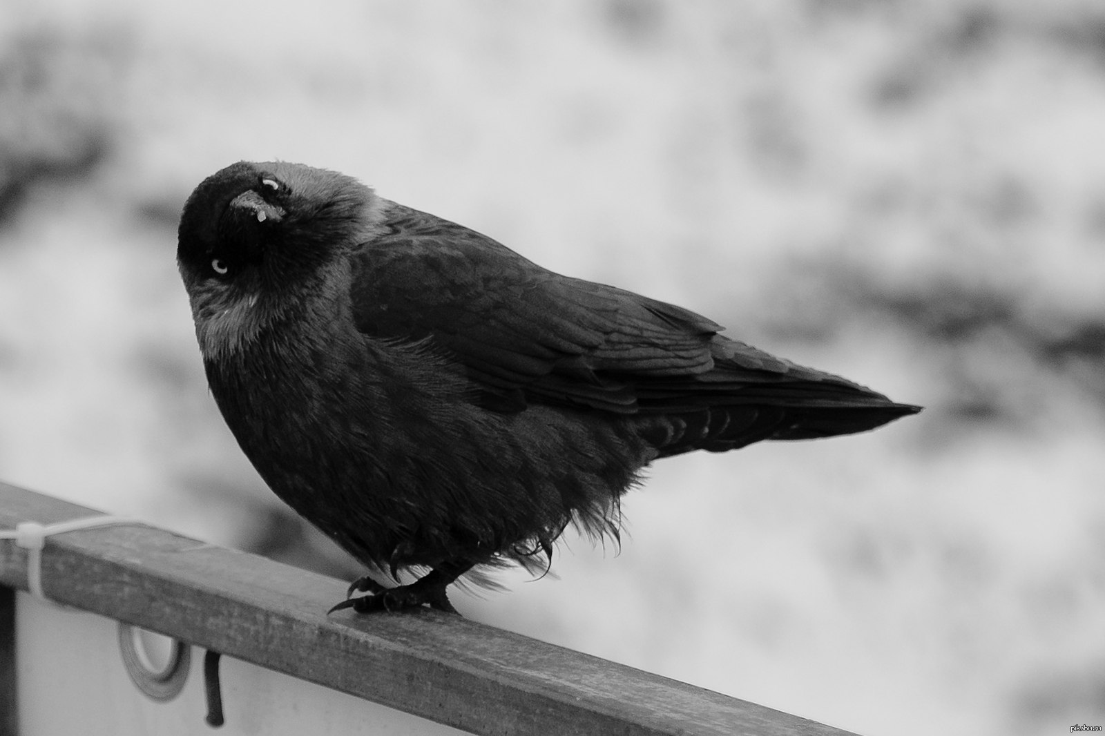 Черный Воробей птица