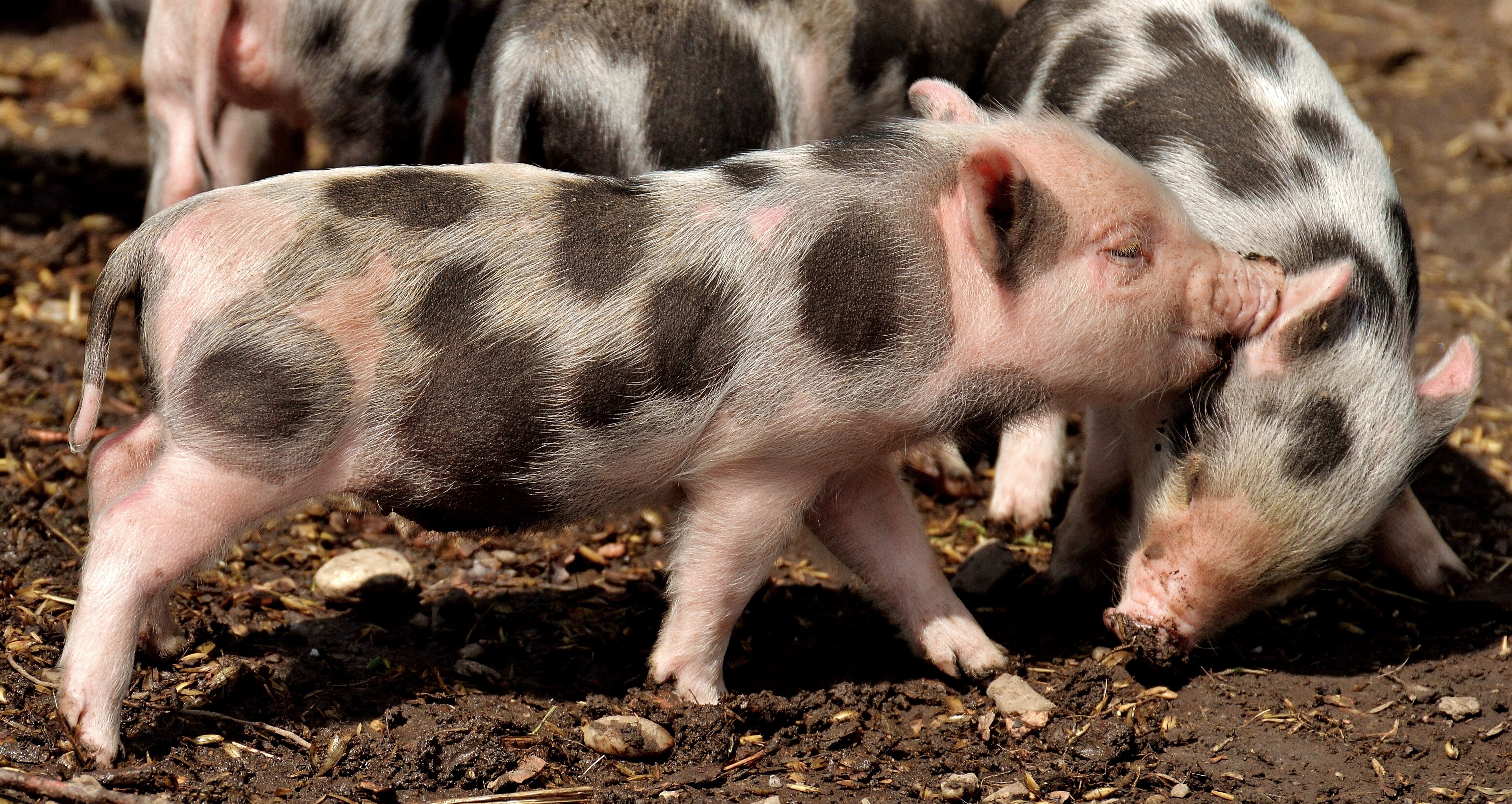 Смешанные свиньи. Ливенсая прода свиньи поросята. Лакомб порода свиней. Миргородская порода свиней.
