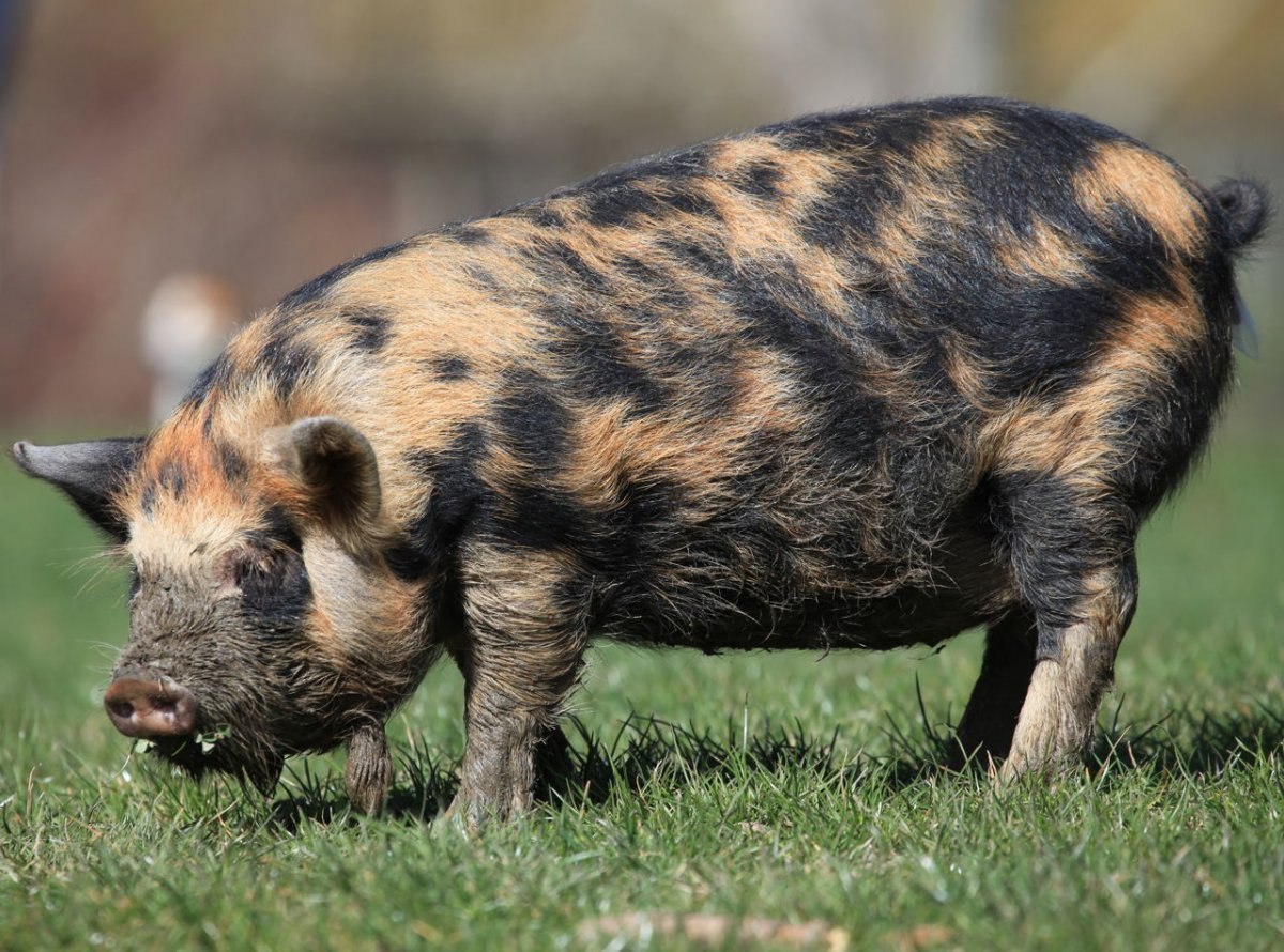 Темворс порода свиней. Украинская Степная Рябая порода свиней. Гемпширская порода свиней. Уржумская порода свиней. Степная свинья