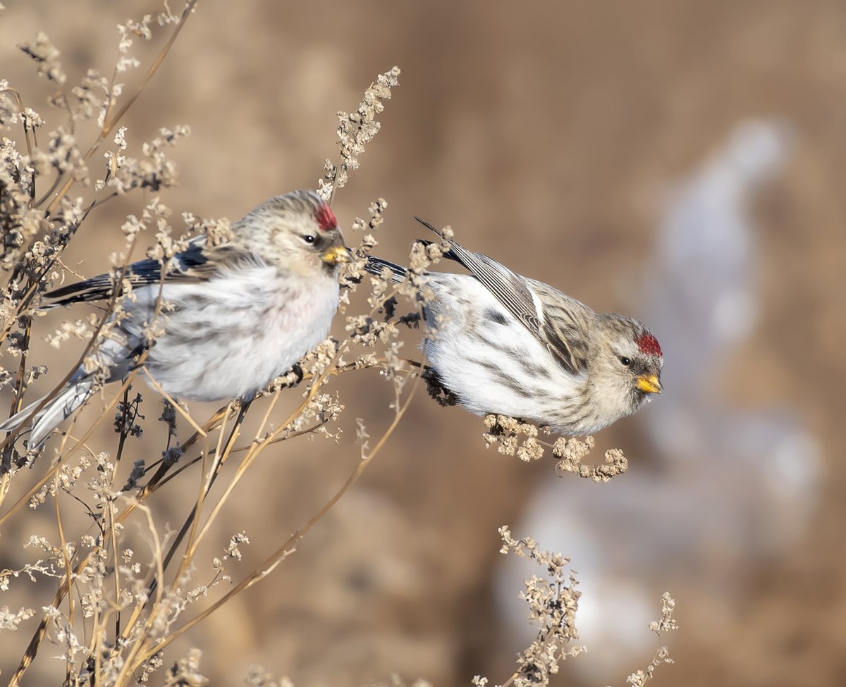 Чечетка птица самка. Чечётка (обыкновенная чечётка) (Acanthis flammea (Carduelis flammea)). Обыкновенная чечетка. Сибирская чечетка. Чечётка птица фото самка и самец.