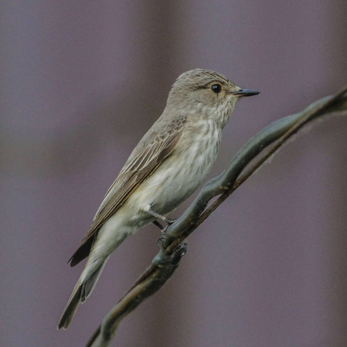 Повтори серая птичка. Серая мухоловка (Muscicapa striata). Мухоловка серая – Muscicapa striata (Pallas, 1764). Сорокопутовая мухоловка. Серая мухоловка juvenile.