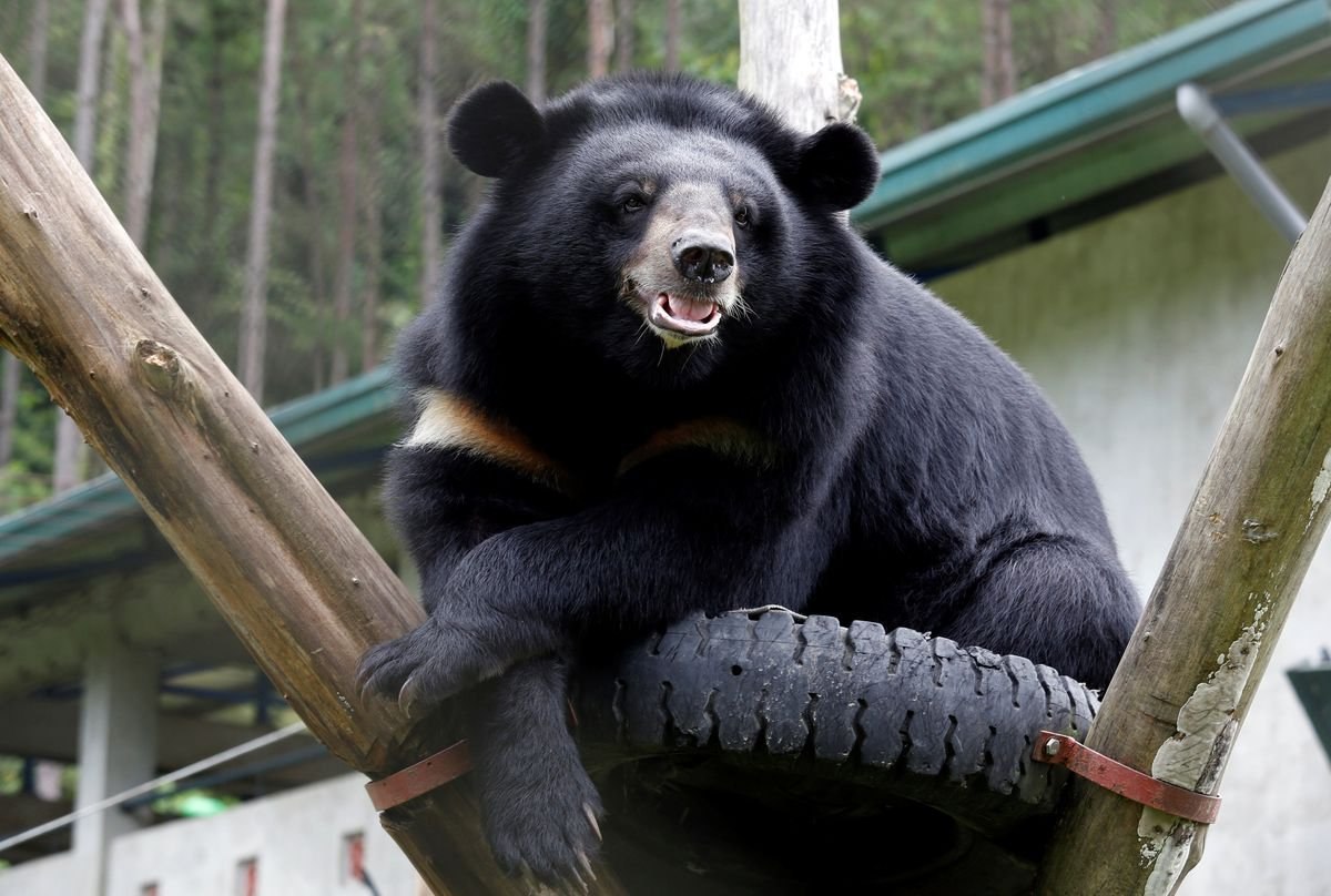 Гималайский медвежонок. Гималайский белогрудый медведь. Южная Корея белогрудый медведь. Уссурийский белогрудый медведь. Гималайский медведь фото.