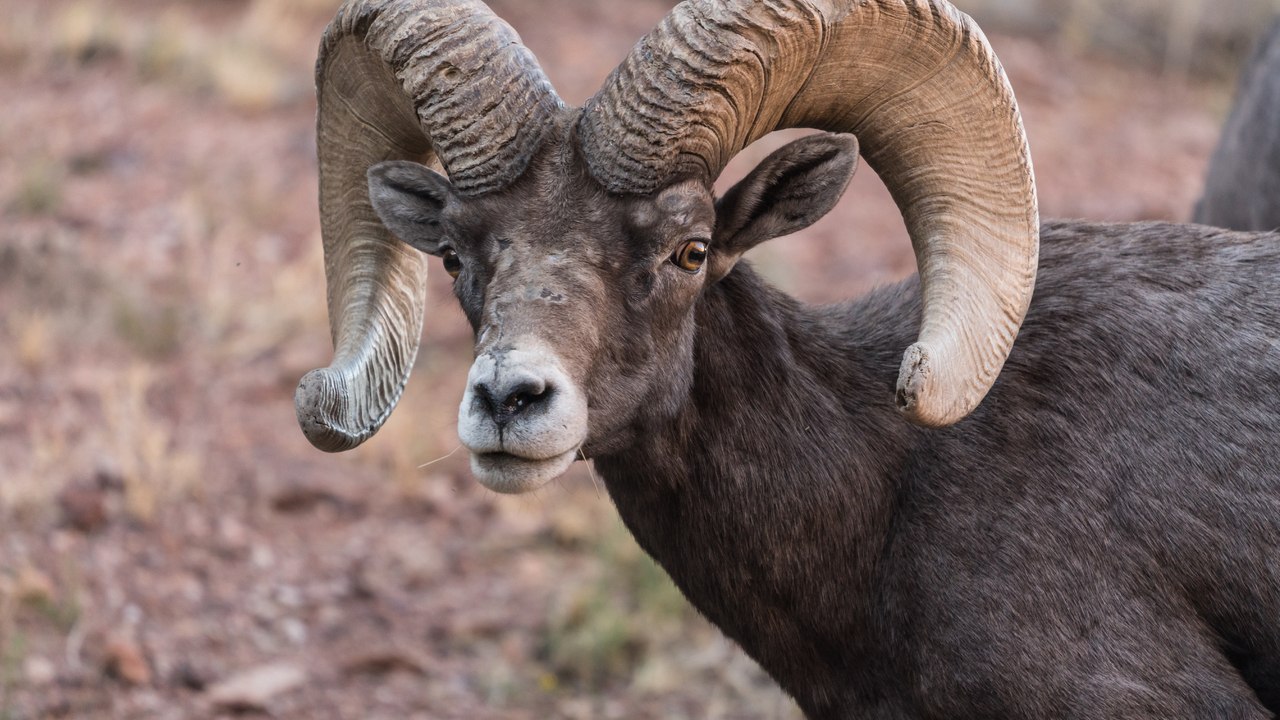 Bighorn Sheep