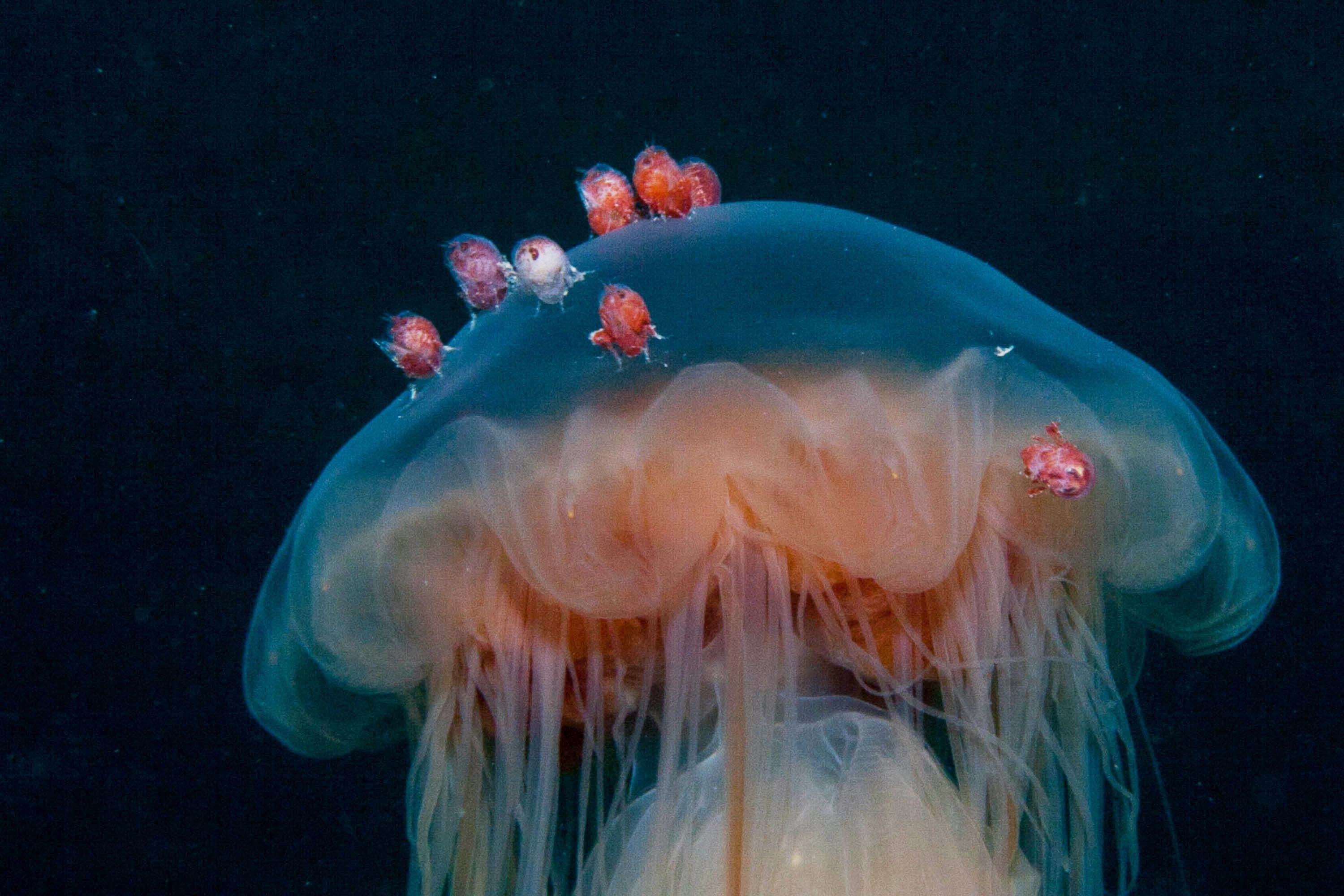 Медузы ледовитого океана. Арктическая медуза цианея. Медуза волосистая цианея. Арктическая гигантская медуза цианея. Арктическая цианея маленькая.