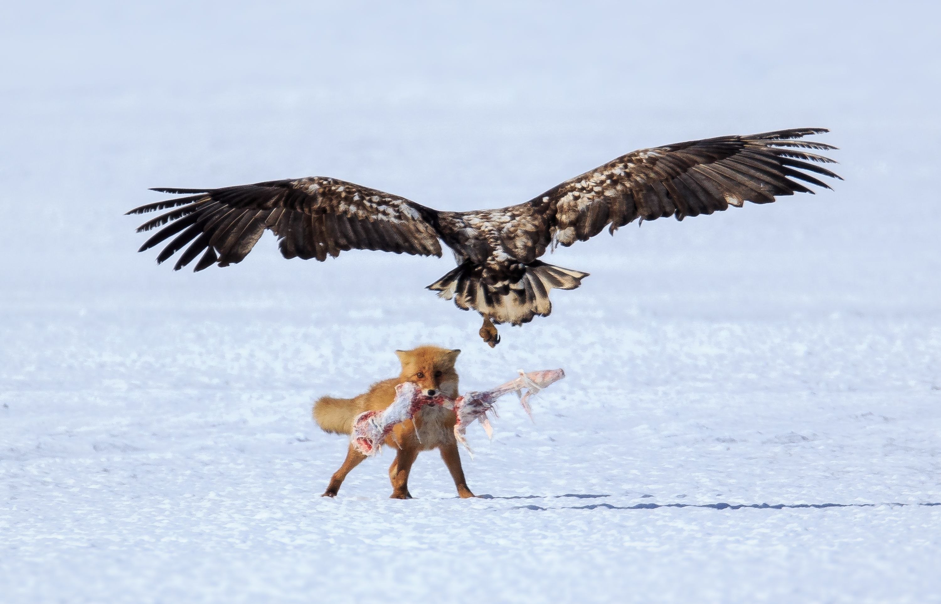 Нападение птицы. Орел с добычей. Орел охотится. Хищные птицы на охоте. Орел охотится на лису.