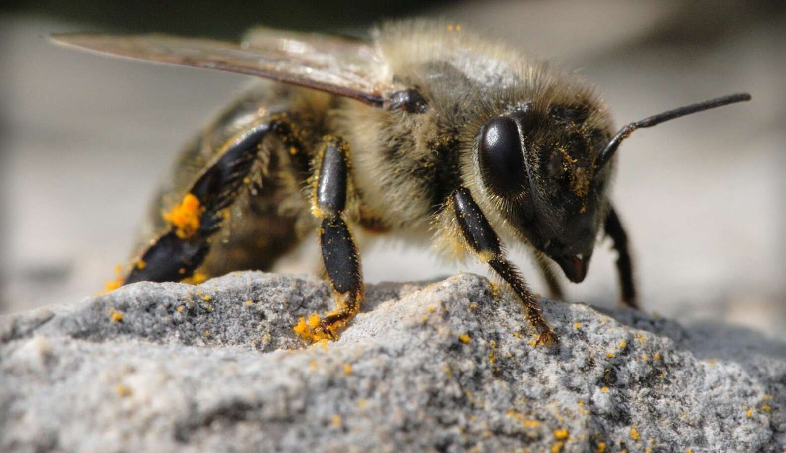 Превращение пчелы медоносной. Пчела АПИС Меллифера. Медоносная пчела APIS mellifera. Рабочая пчела.