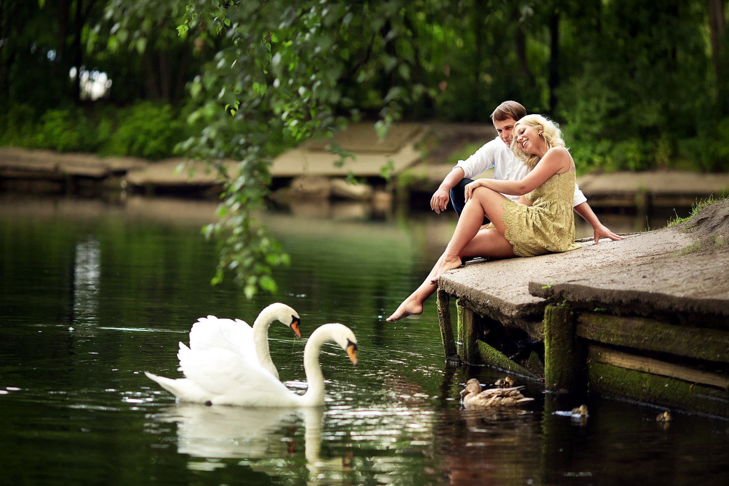 А любовь то лебедем. Лебеди в пруду. Лебеди на озере. Влюбленные лебеди. Влюбленные у пруда.