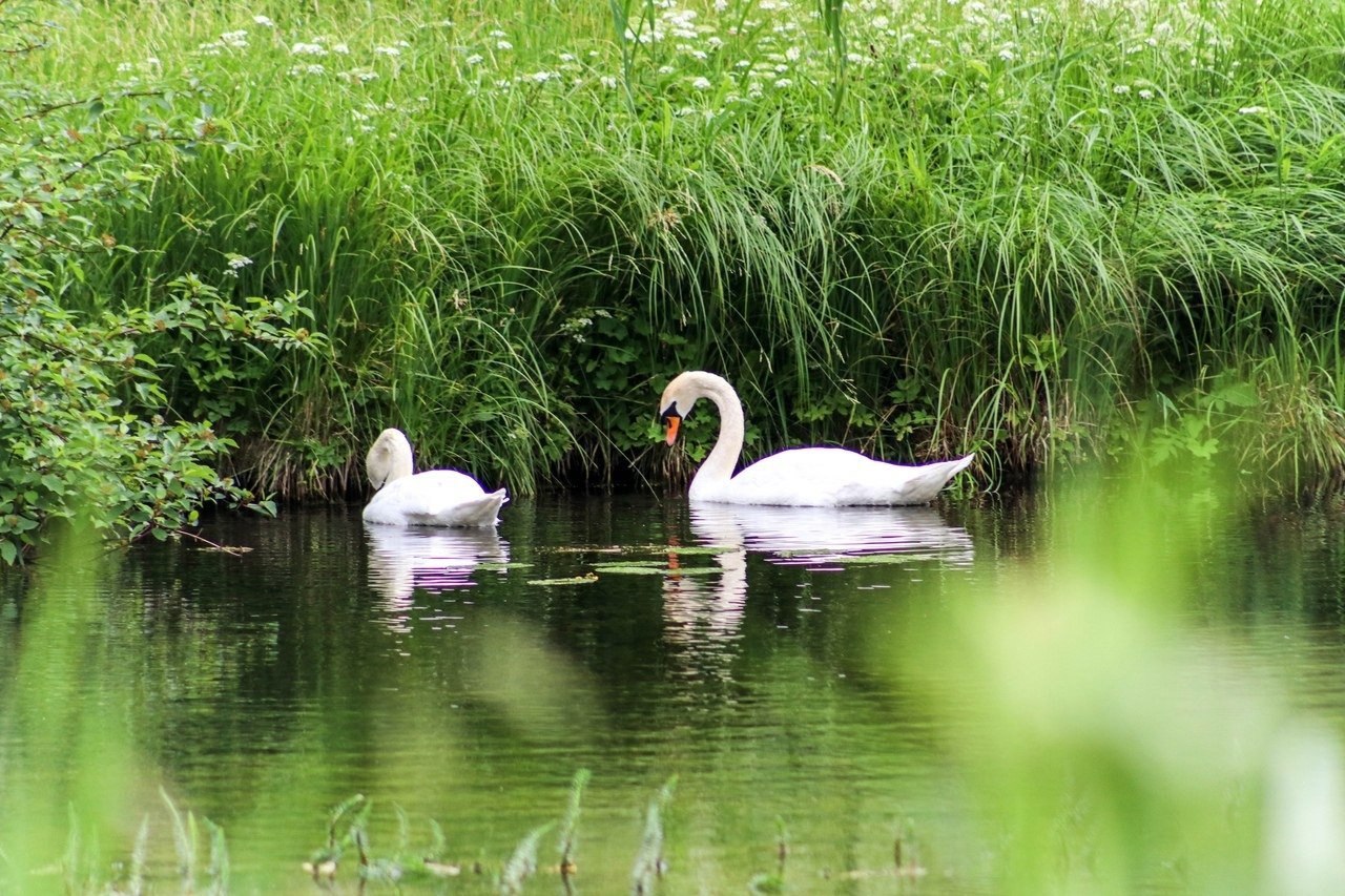 Swan lake парк горького. Лебединое озеро парк Горького. Лебединое озеро Ленинградская область. Лианозовский парк лебеди. Озеро лебедь Калининград.