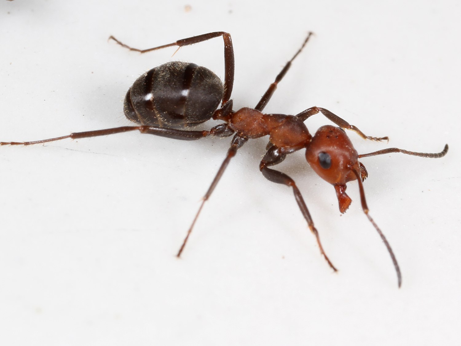 У муравьев столько же сестер сколько. Куколки муравьев жнецов. Рождение муравья. Рост муравья. Муравей прыгун.