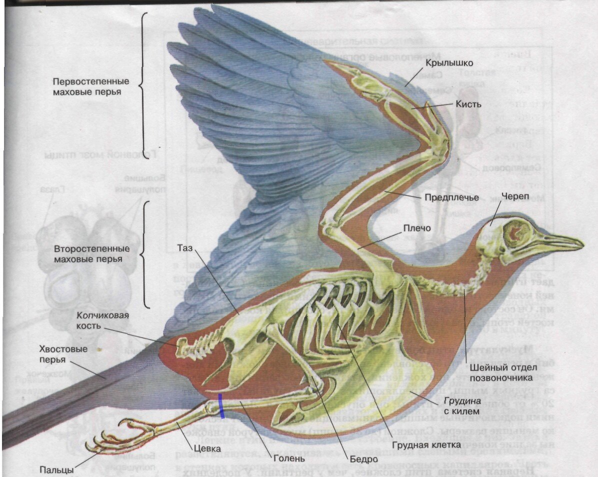 Внутреннее строение голубя рисунок