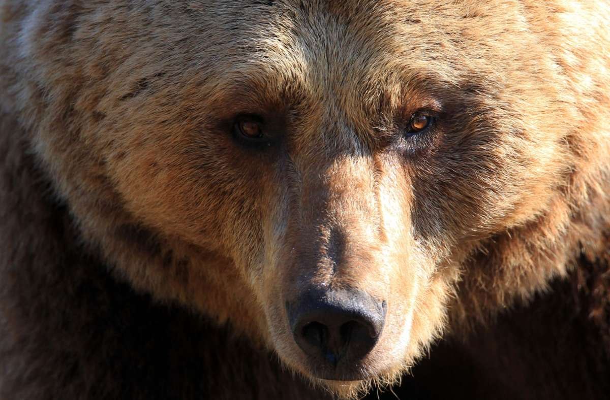 Кавказский Бурый Медведь