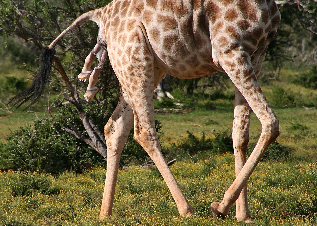 Член жирафа фото