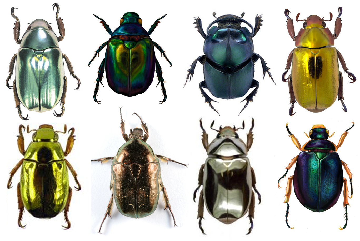 Сколько скарабей. Жук Chrysina resplendens. Chrysina Aurigans. Sternocera aequisignata Жук. Скарабей Chrysina libata.